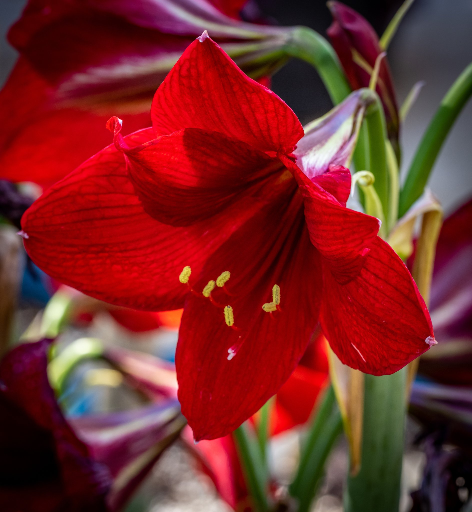 Amaryllis