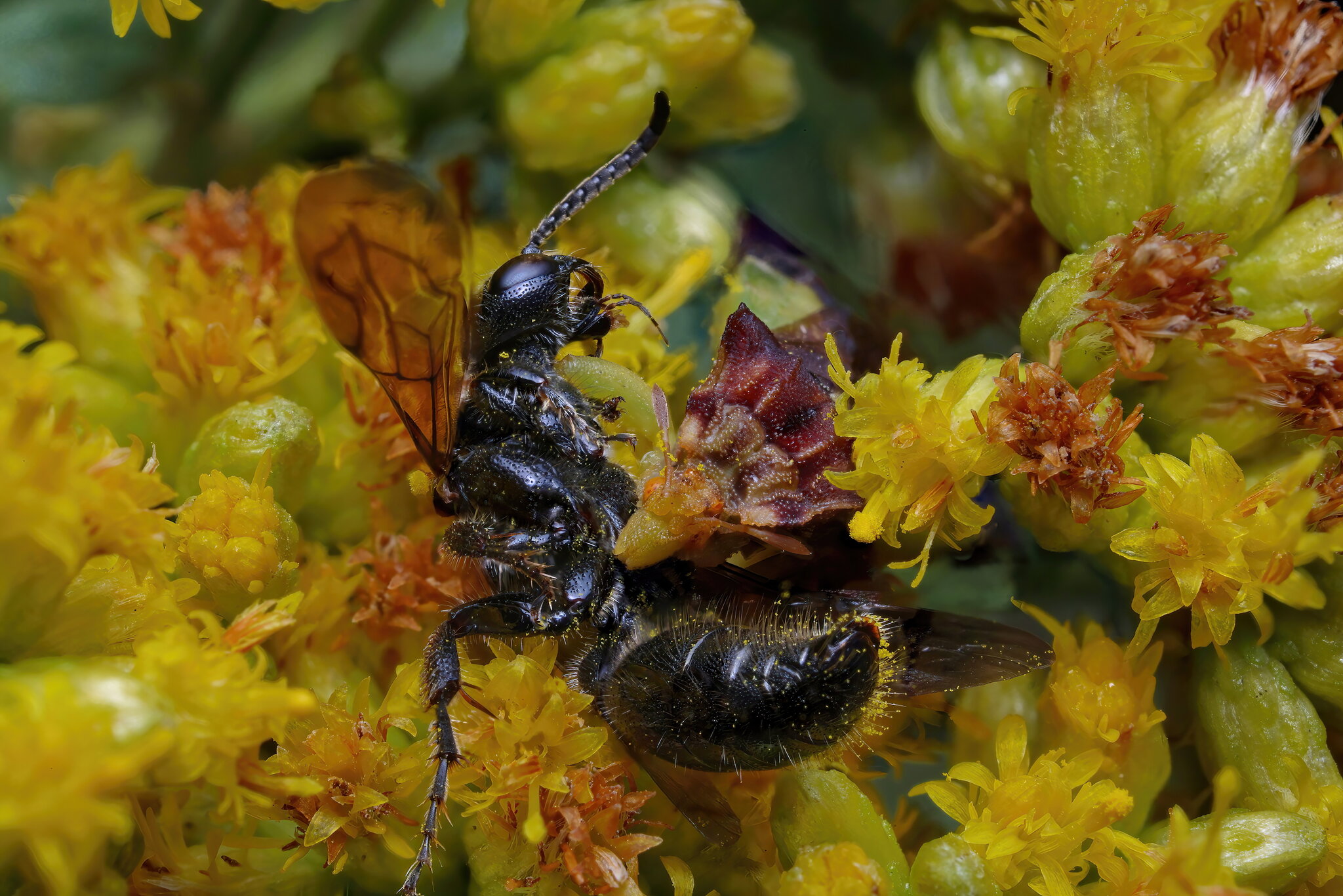 Ambush Bug Slurping up a Wasp