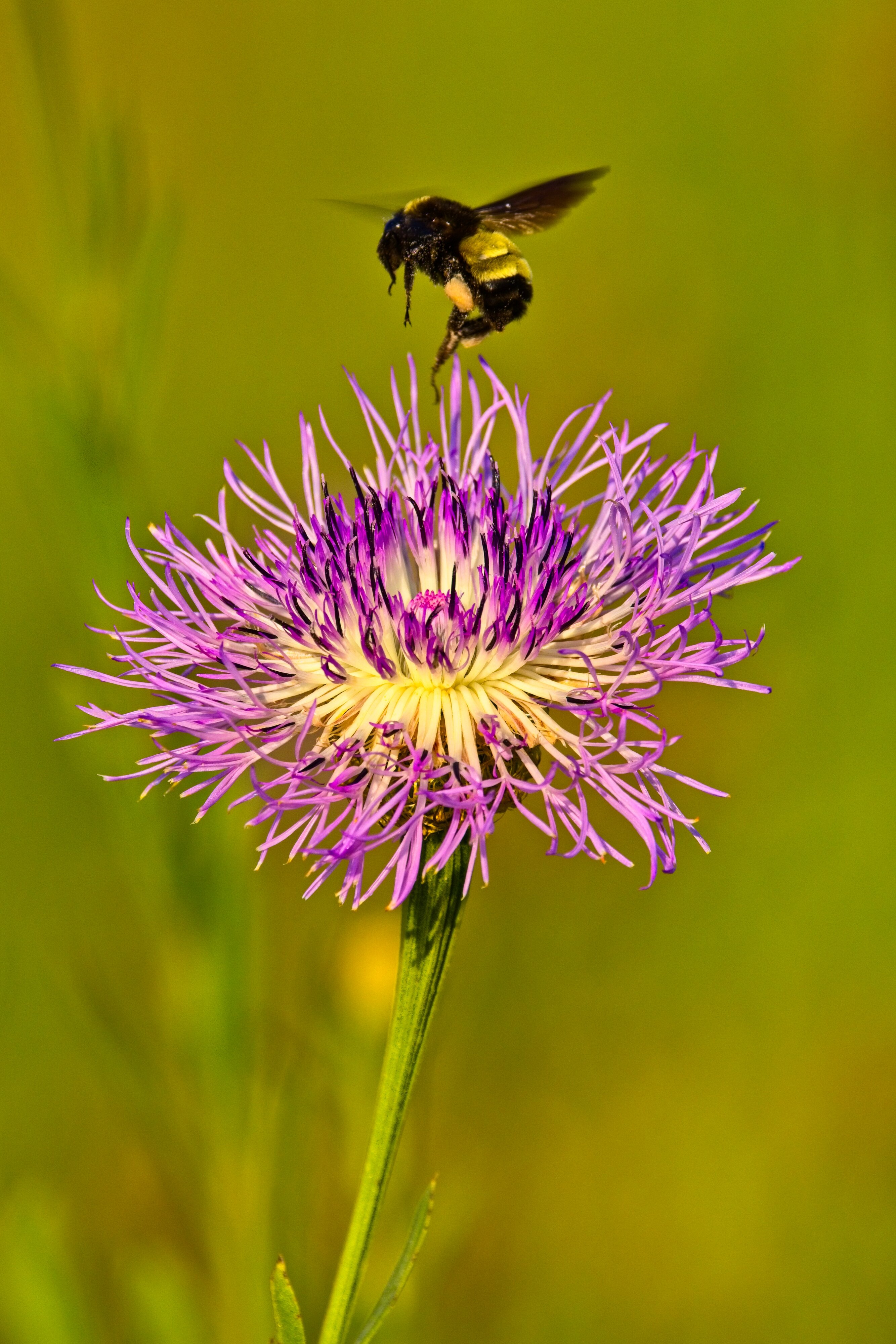 American Basketflower with bee