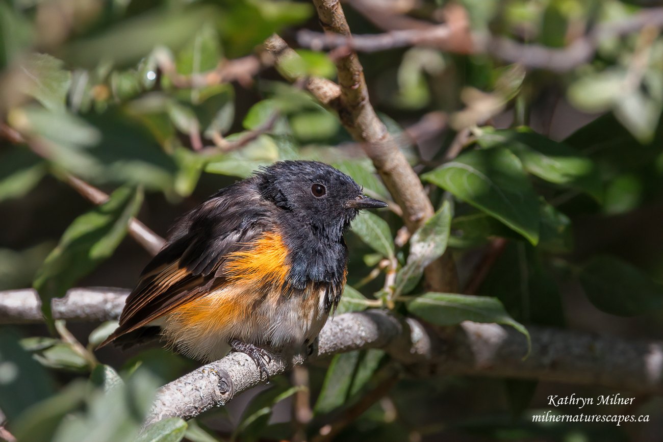 American Redstart 2.jpg