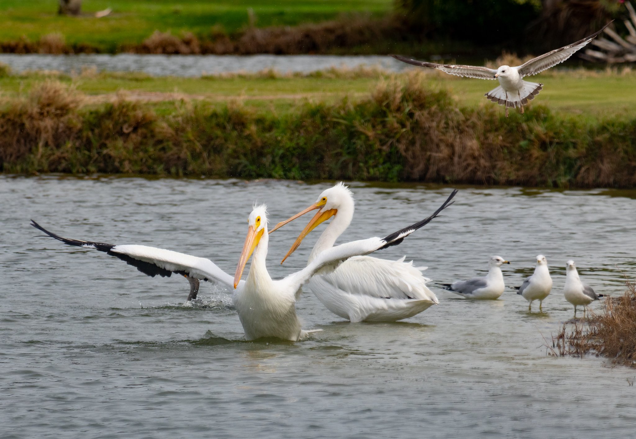 American White Pelican
