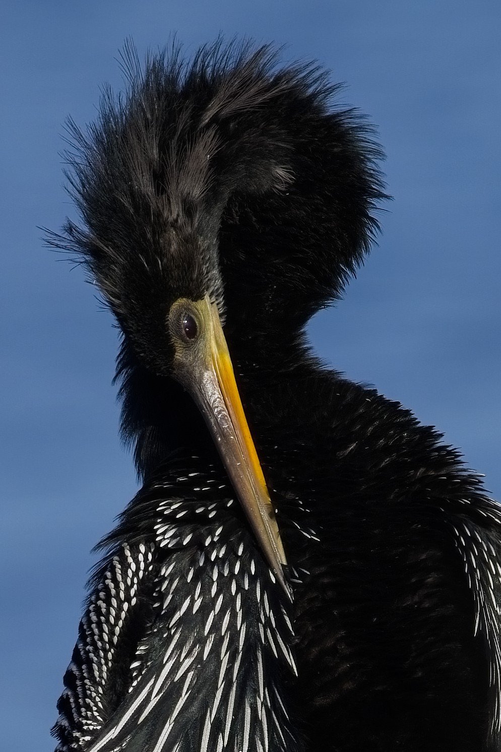 Anhinga grooming