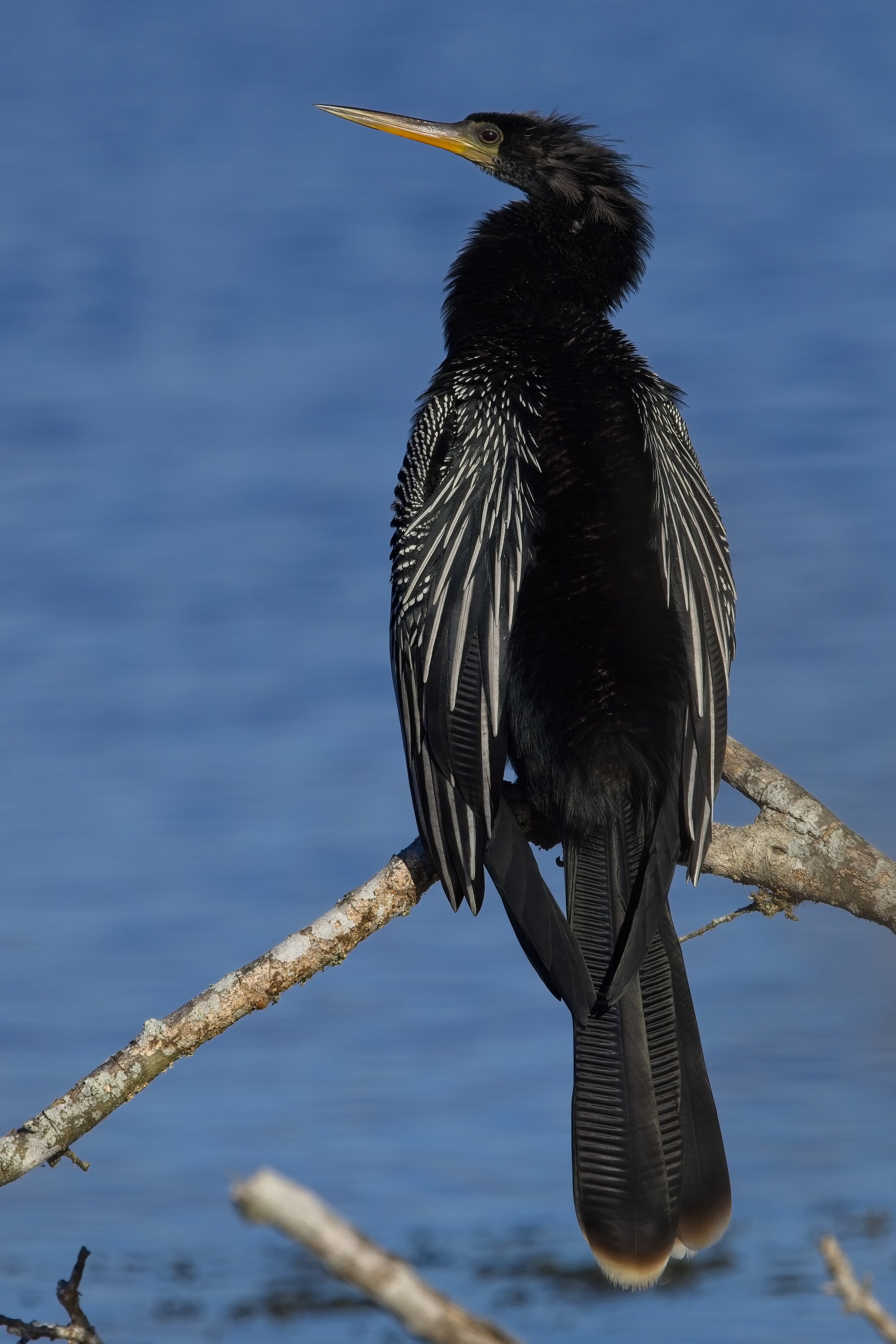 Anhinga