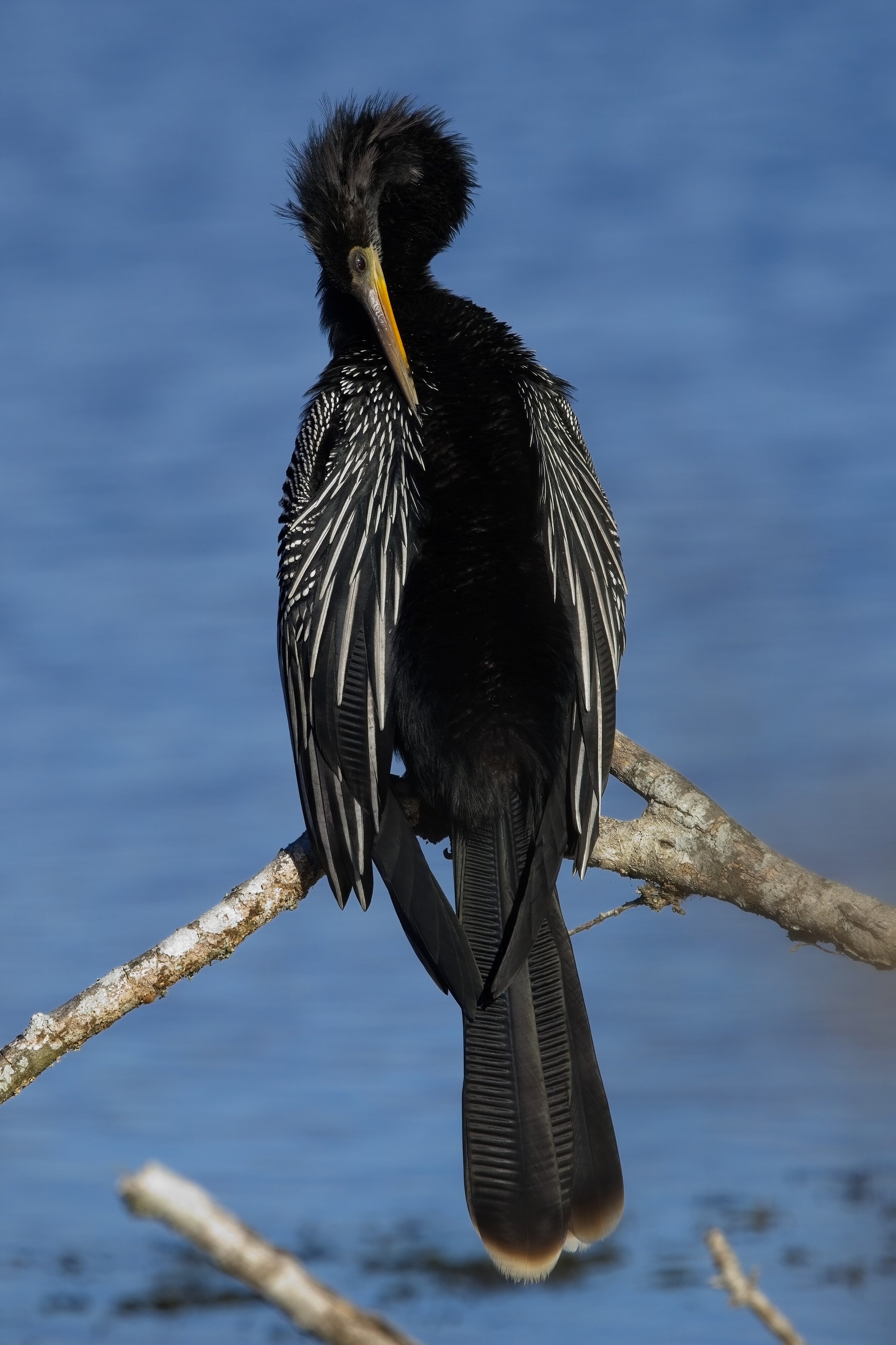 Anhinga