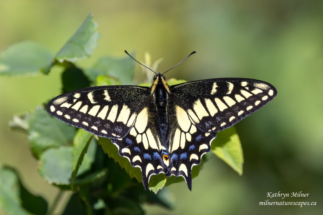 Anise Swallowtail Butterfly