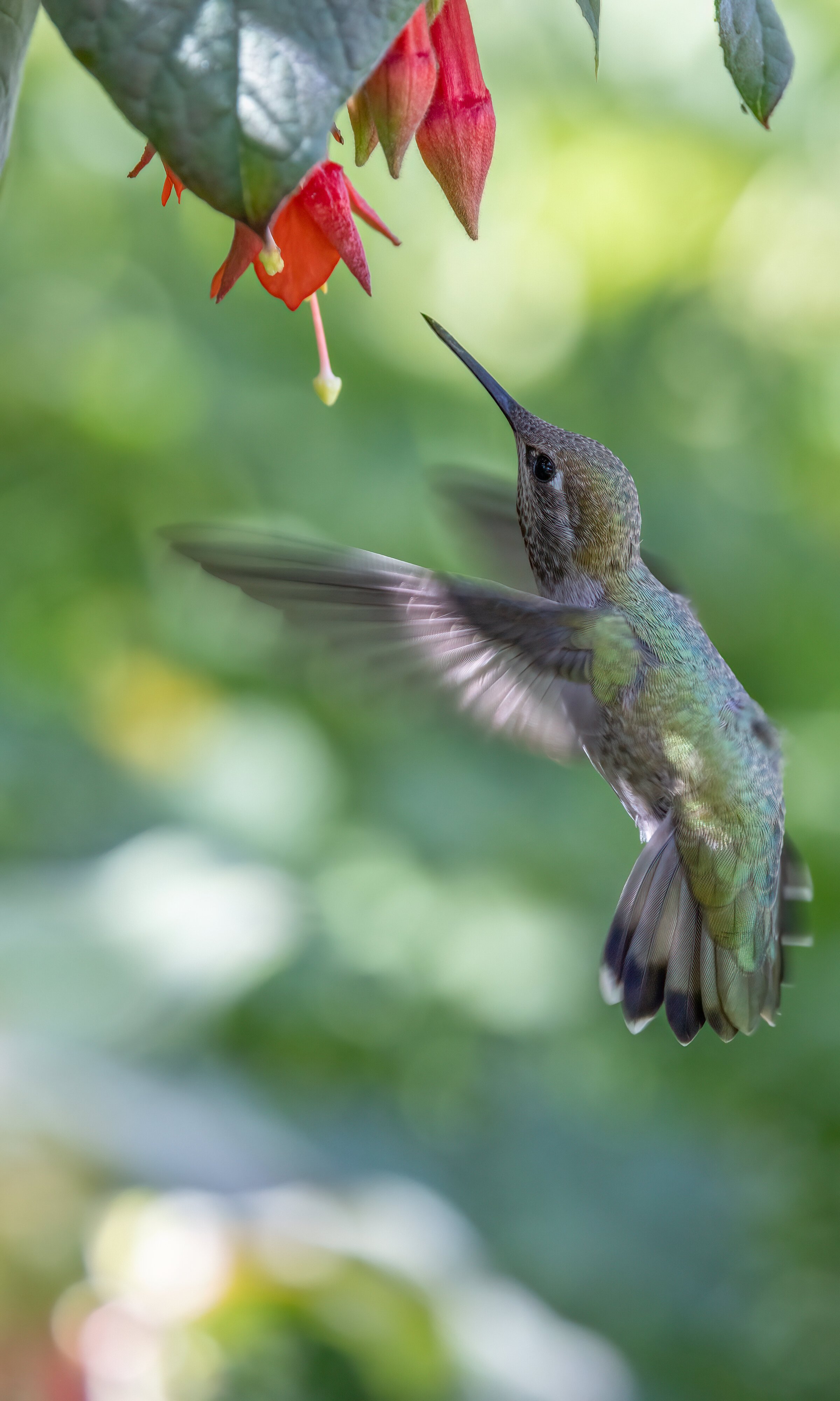 Anna's Hummingbird, female.