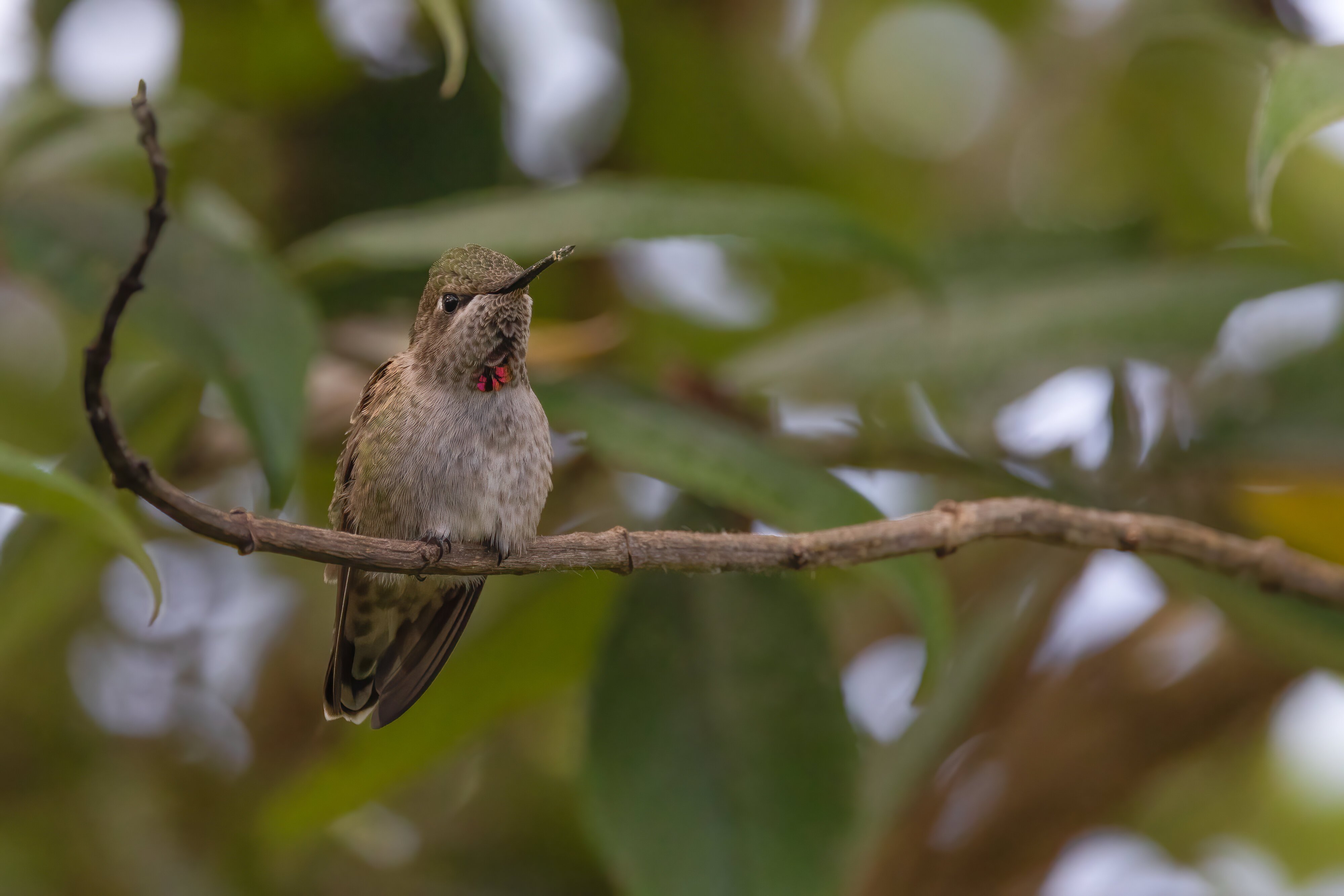 Anna's Hummingbird