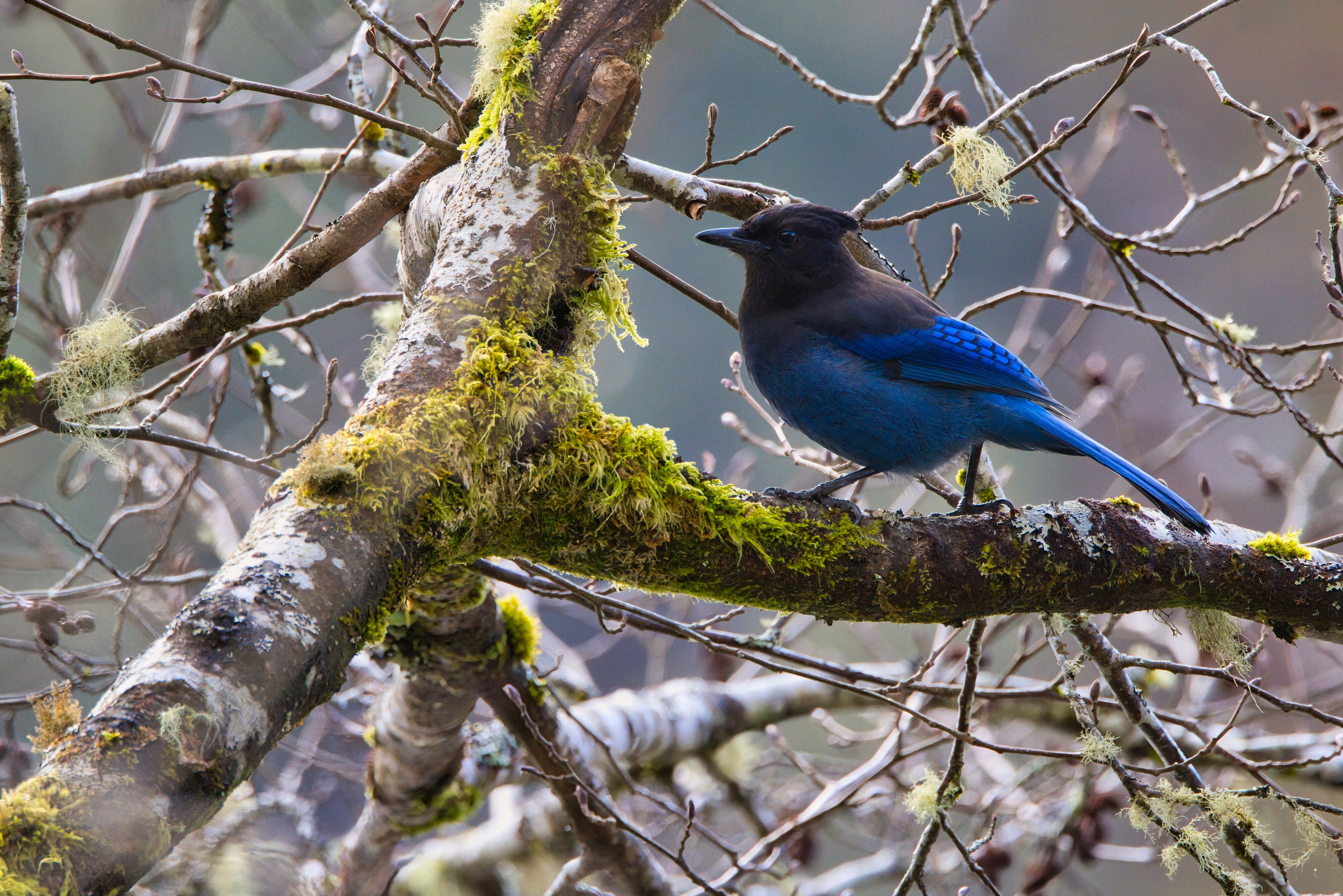 Another Stellar's Jay taken at Herring Cove Creek, Ketchikan, Alaska