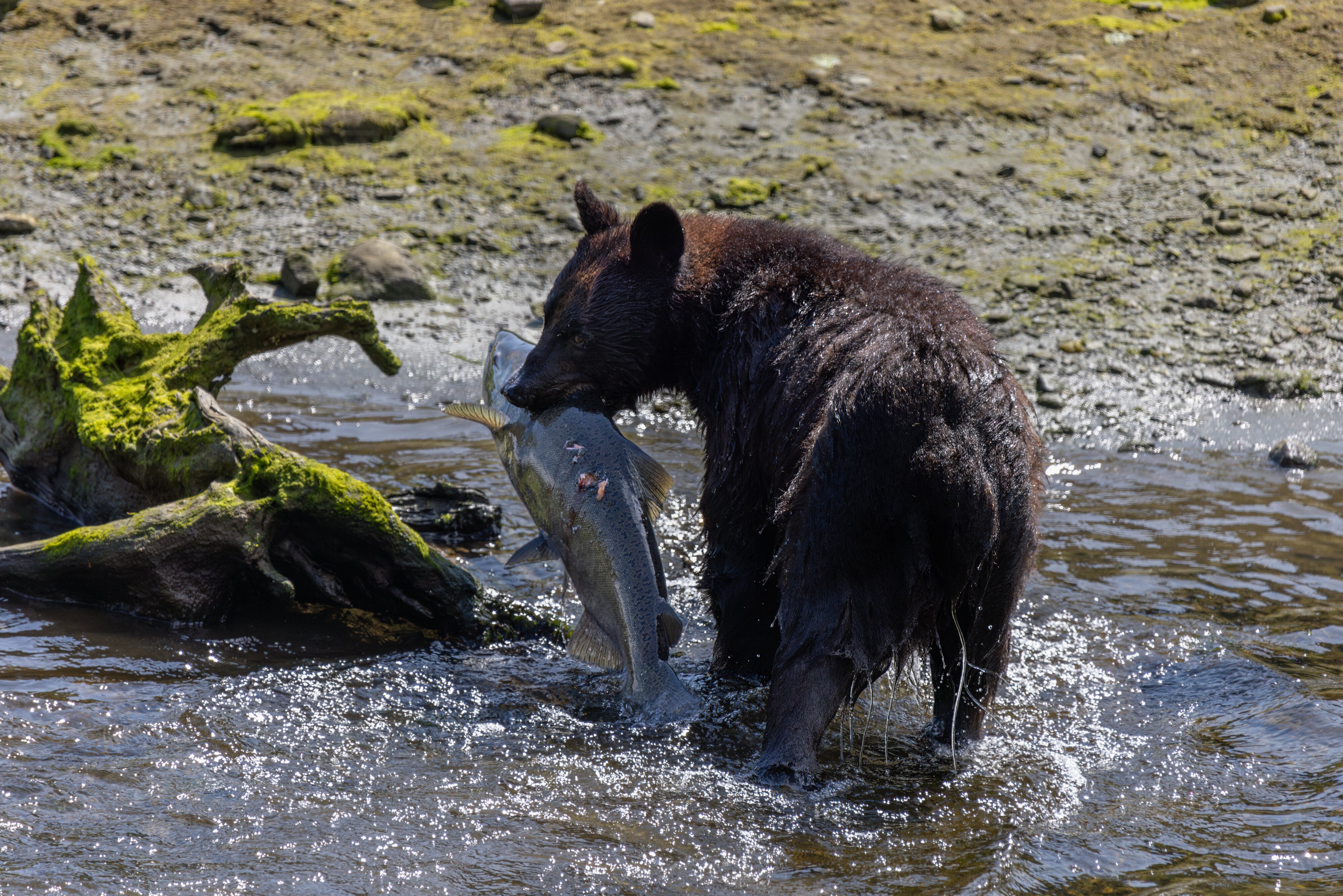 Another successful day of salmon fishing.