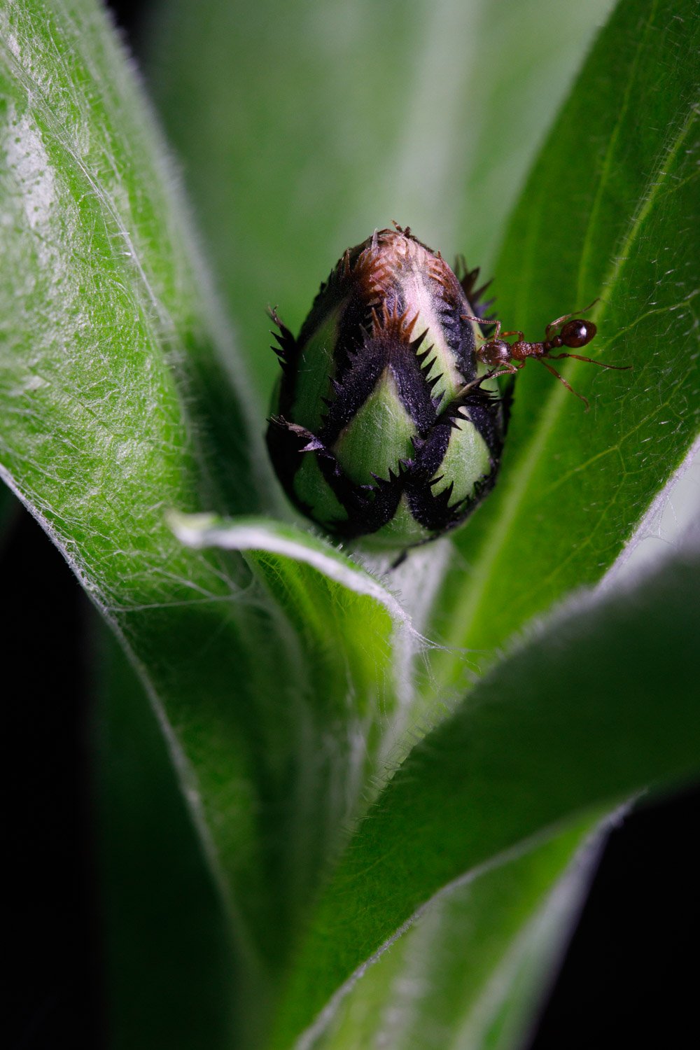 Ant on Cornflower bud