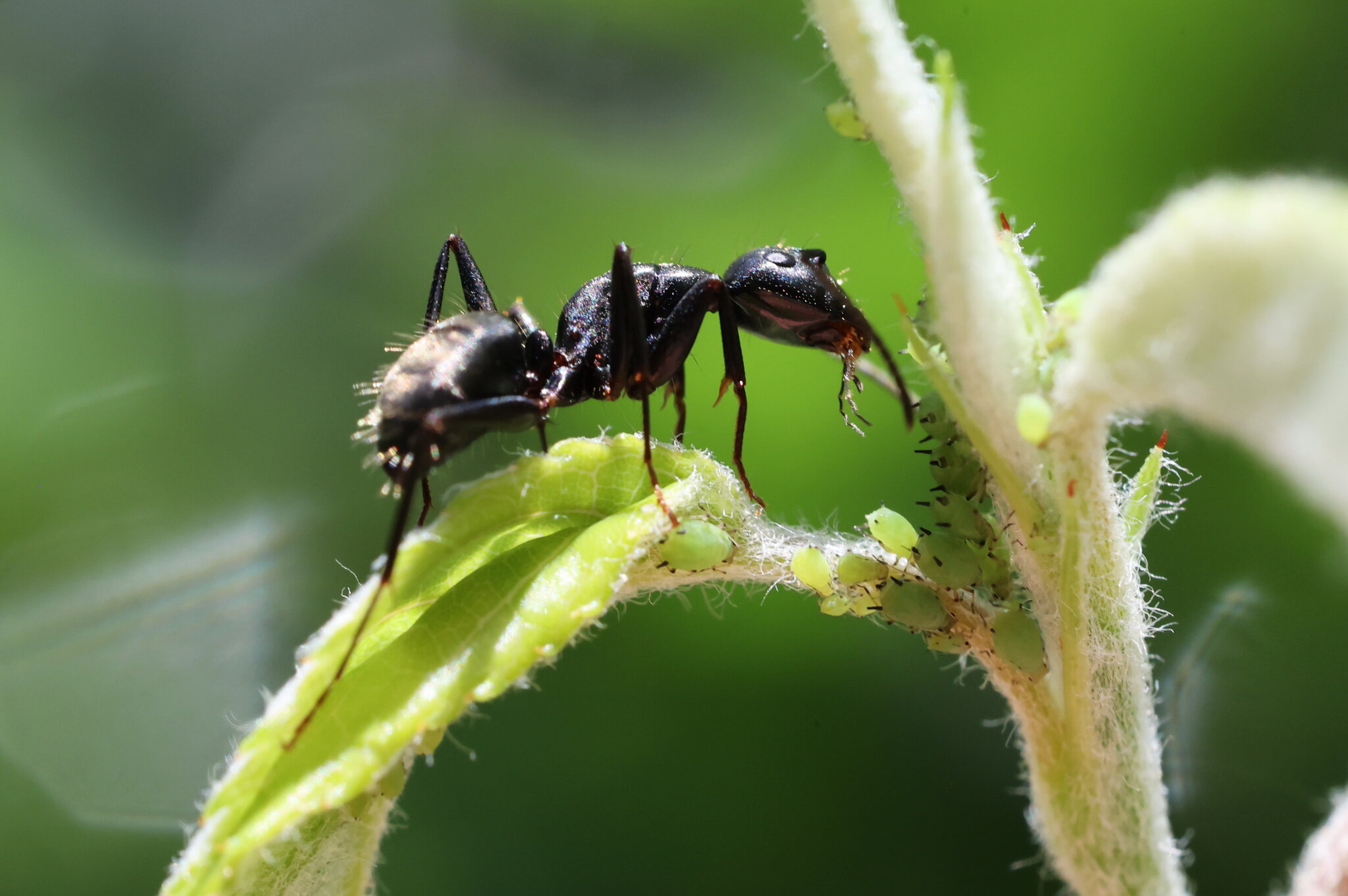 Ant with Aphids