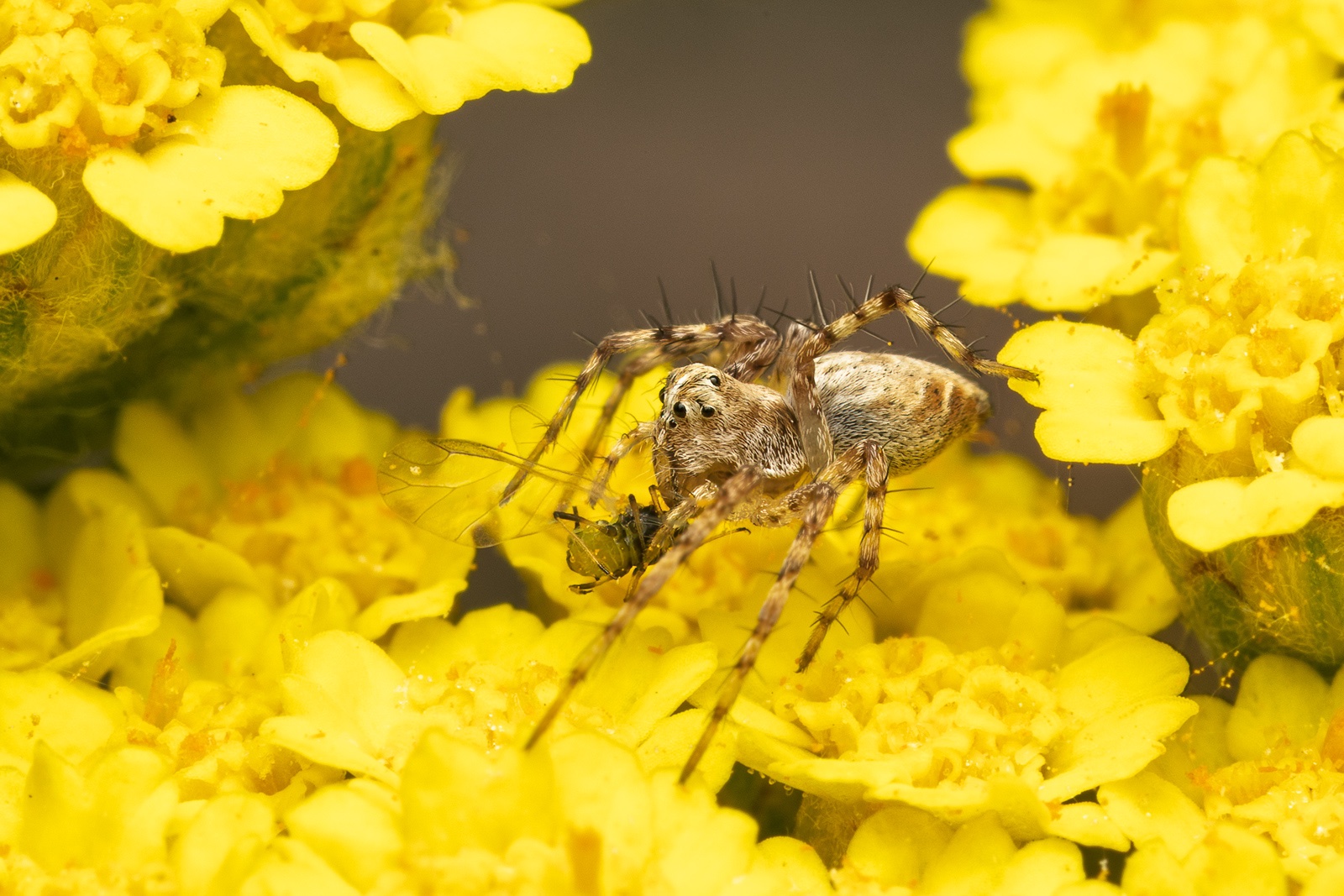 Aphid lunch-250523.jpg
