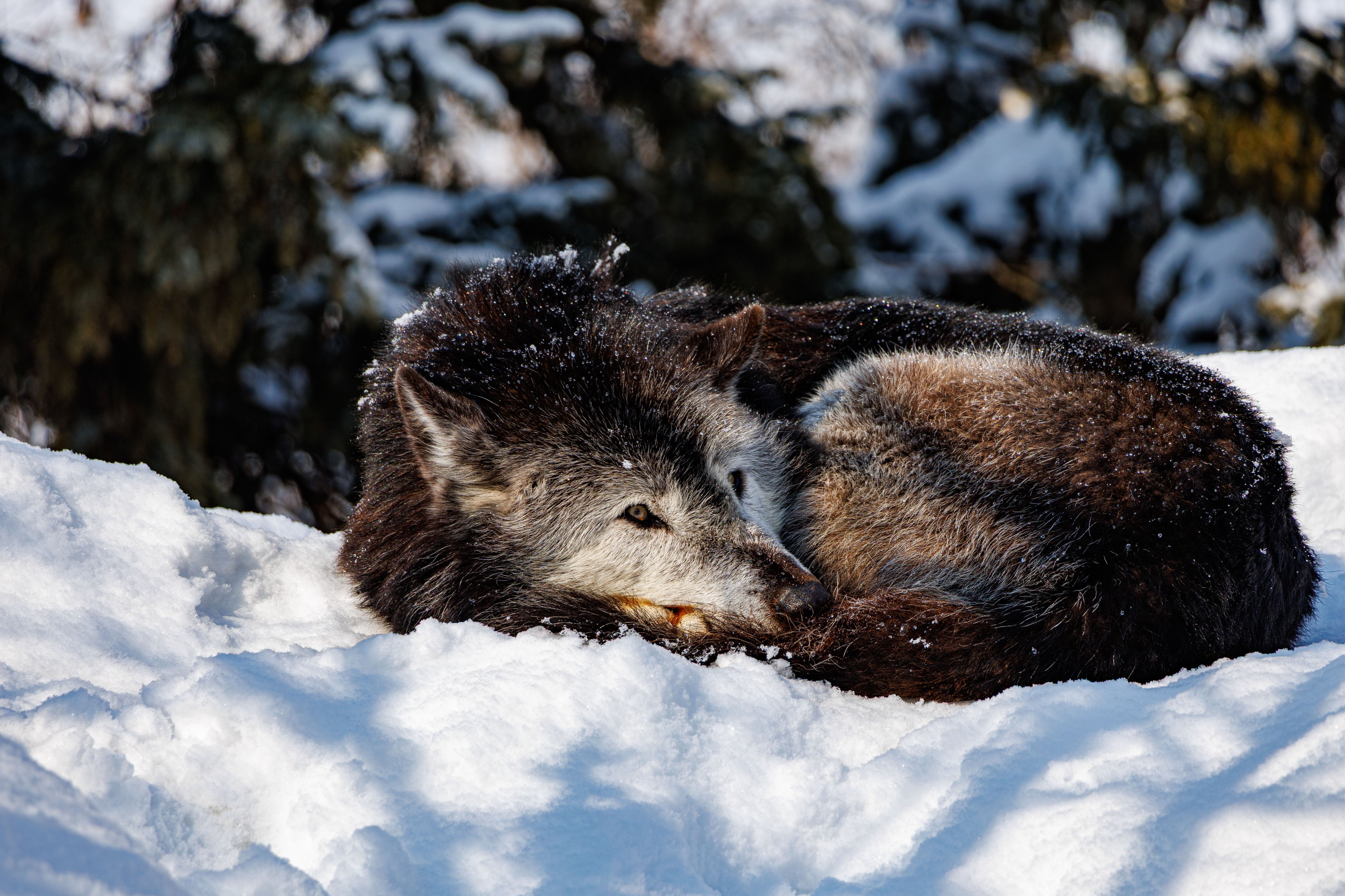 Asahiyama Zoo - Wolf - 2_1.jpg