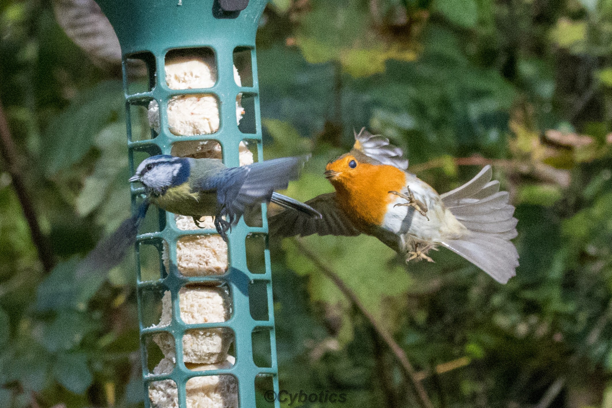 ASBO Robin