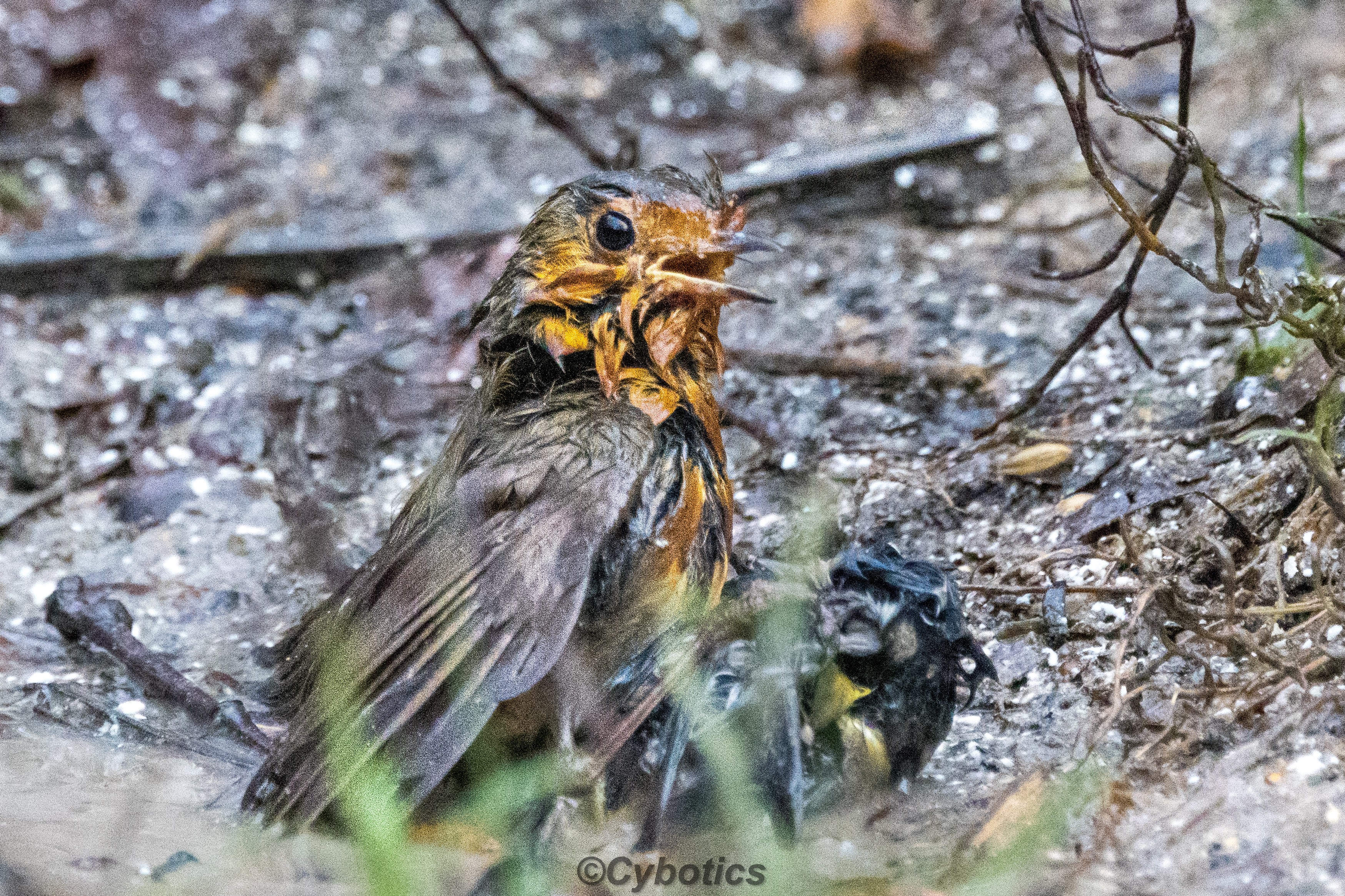 ASBO Robin