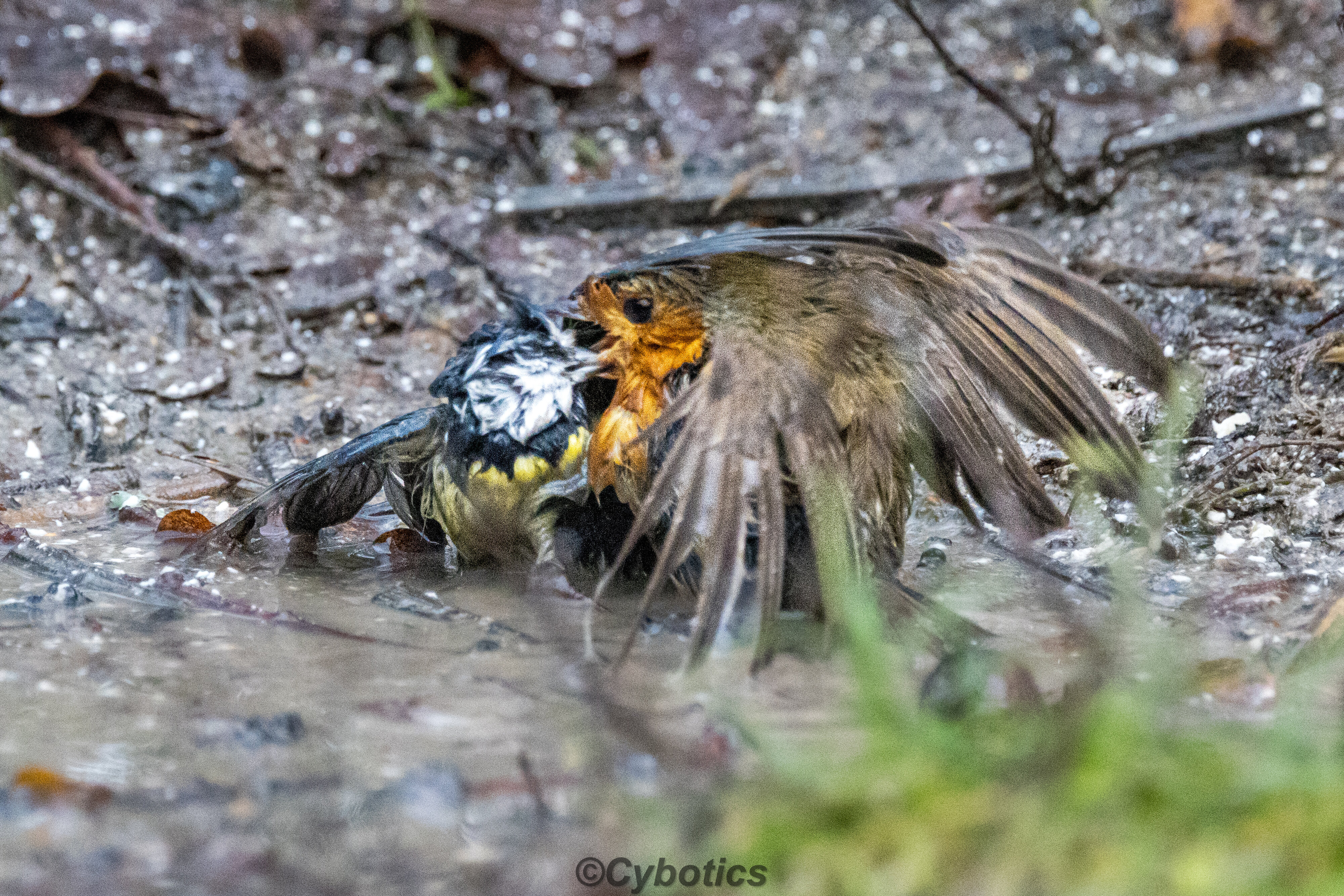 ASBO Robin