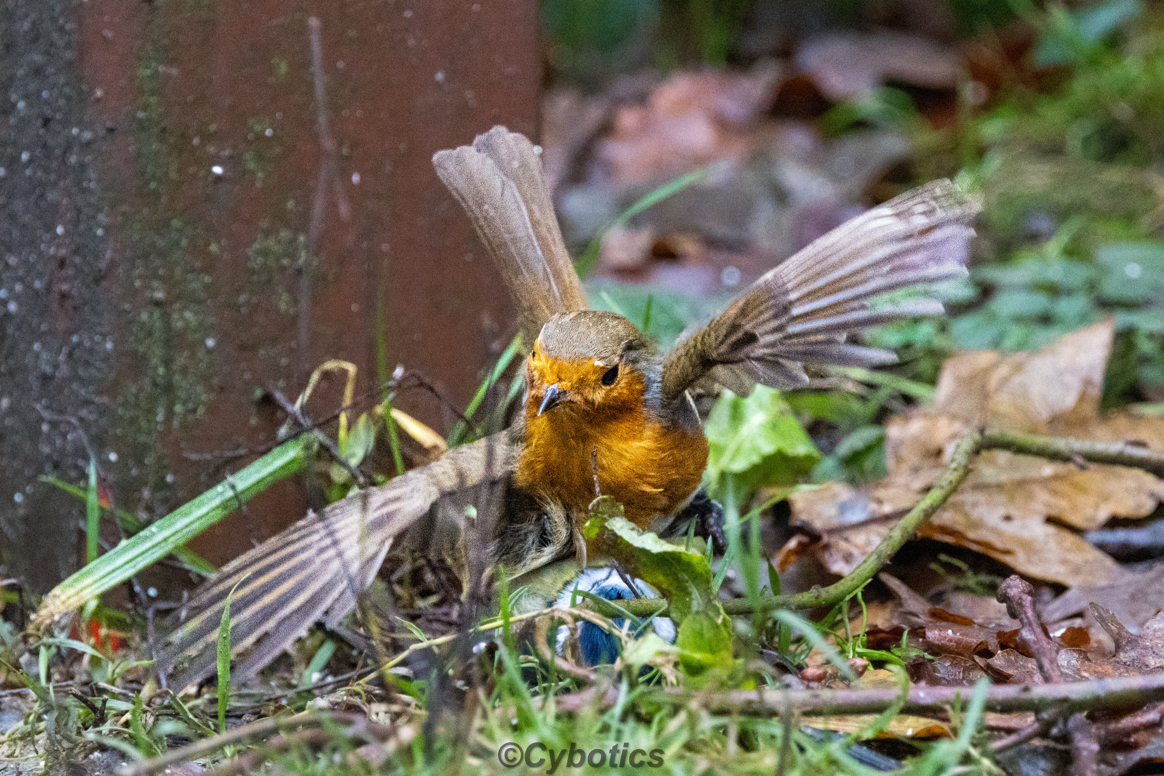 ASBO Robin