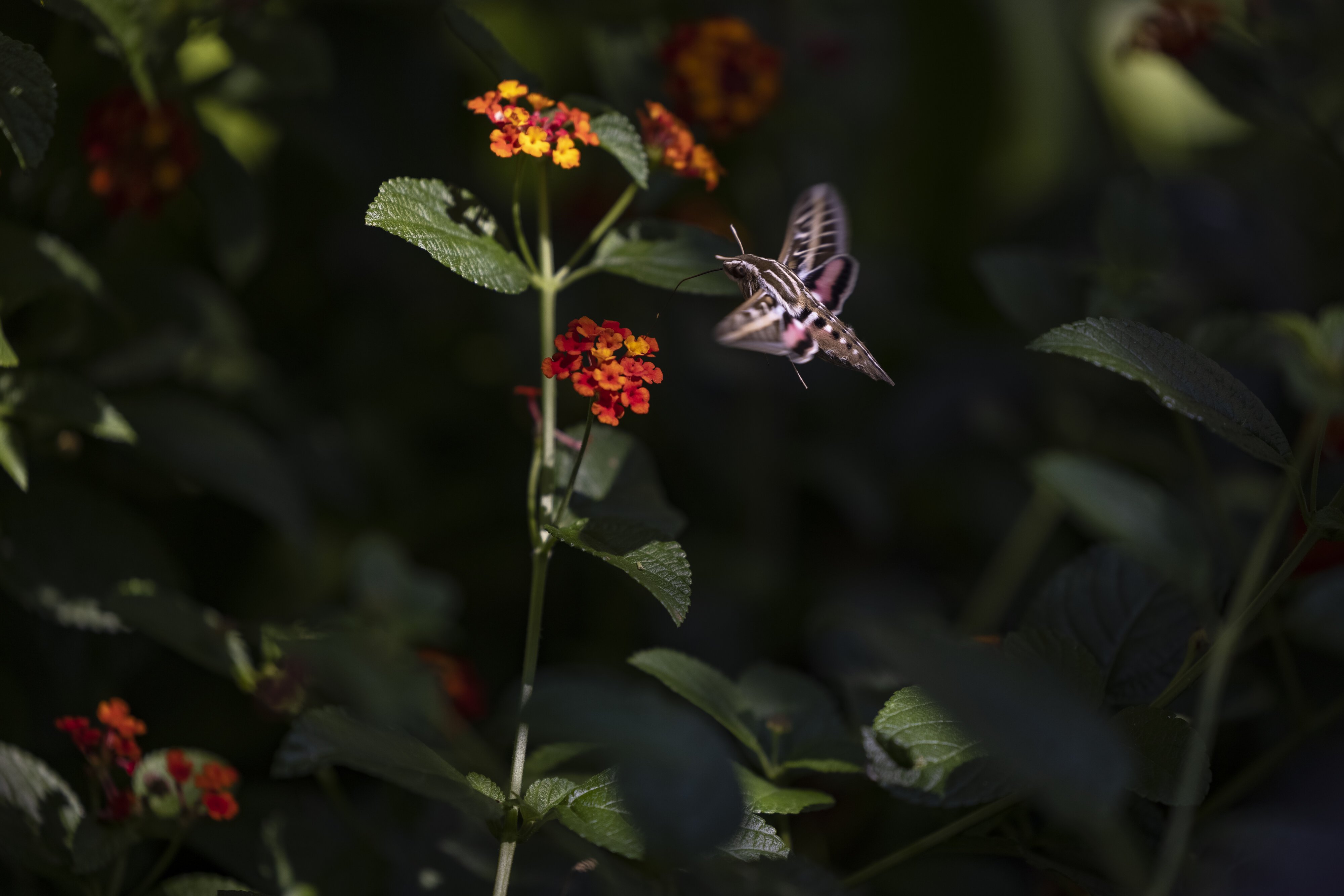 ASC_5532 Hummingbird Moth 3.jpg
