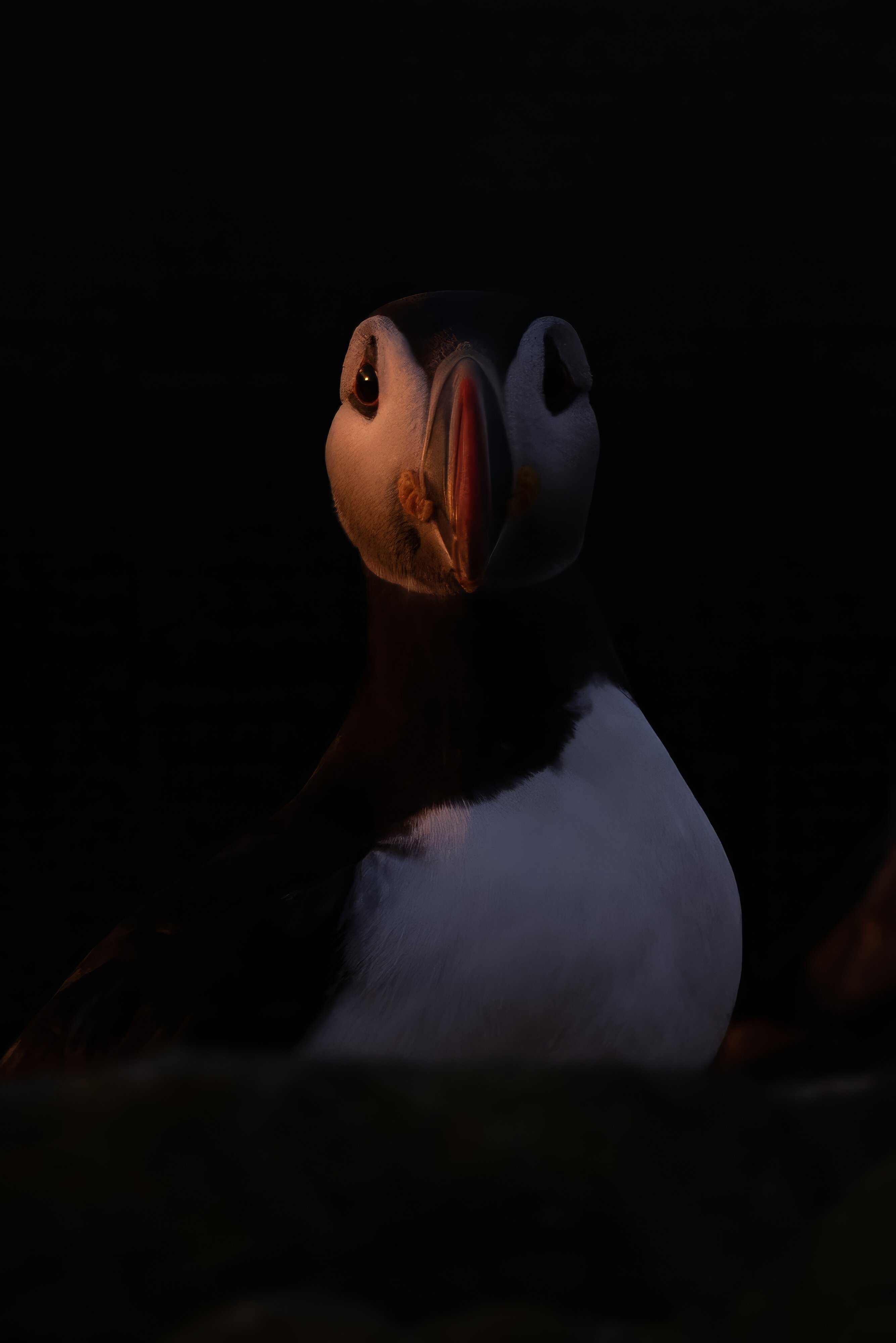 Atlantic Puffin.jpeg