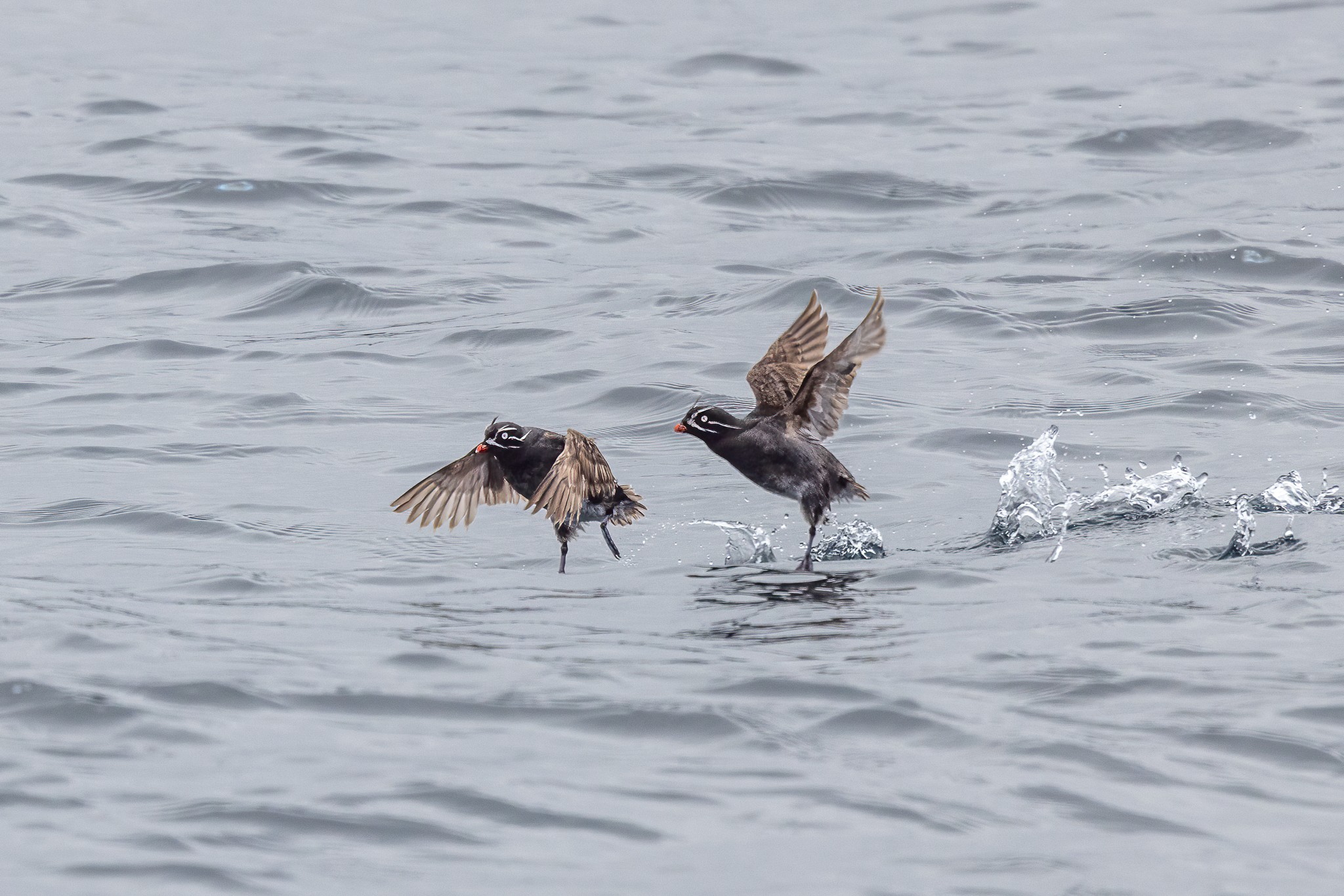 Auklets220621.jpg