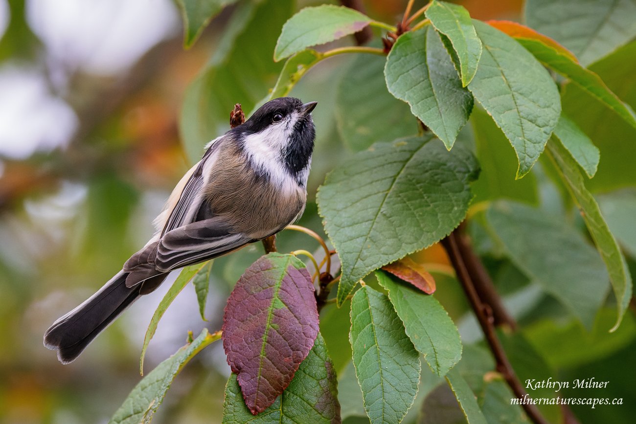 Autumn - Black-capped Chickadee.jpg