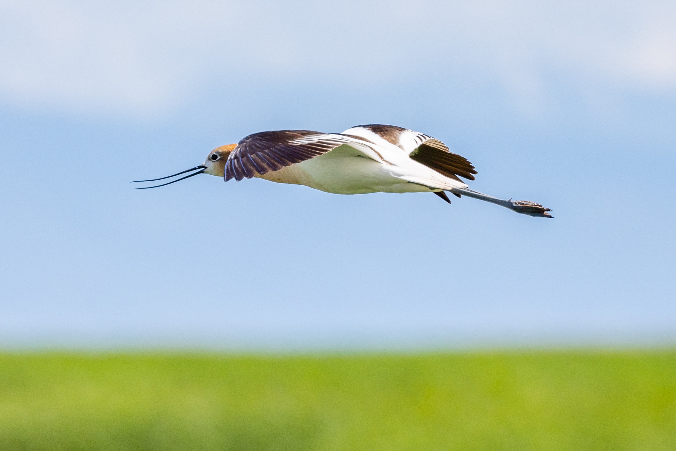 Avocet (Bear River Refuge, N Utah)