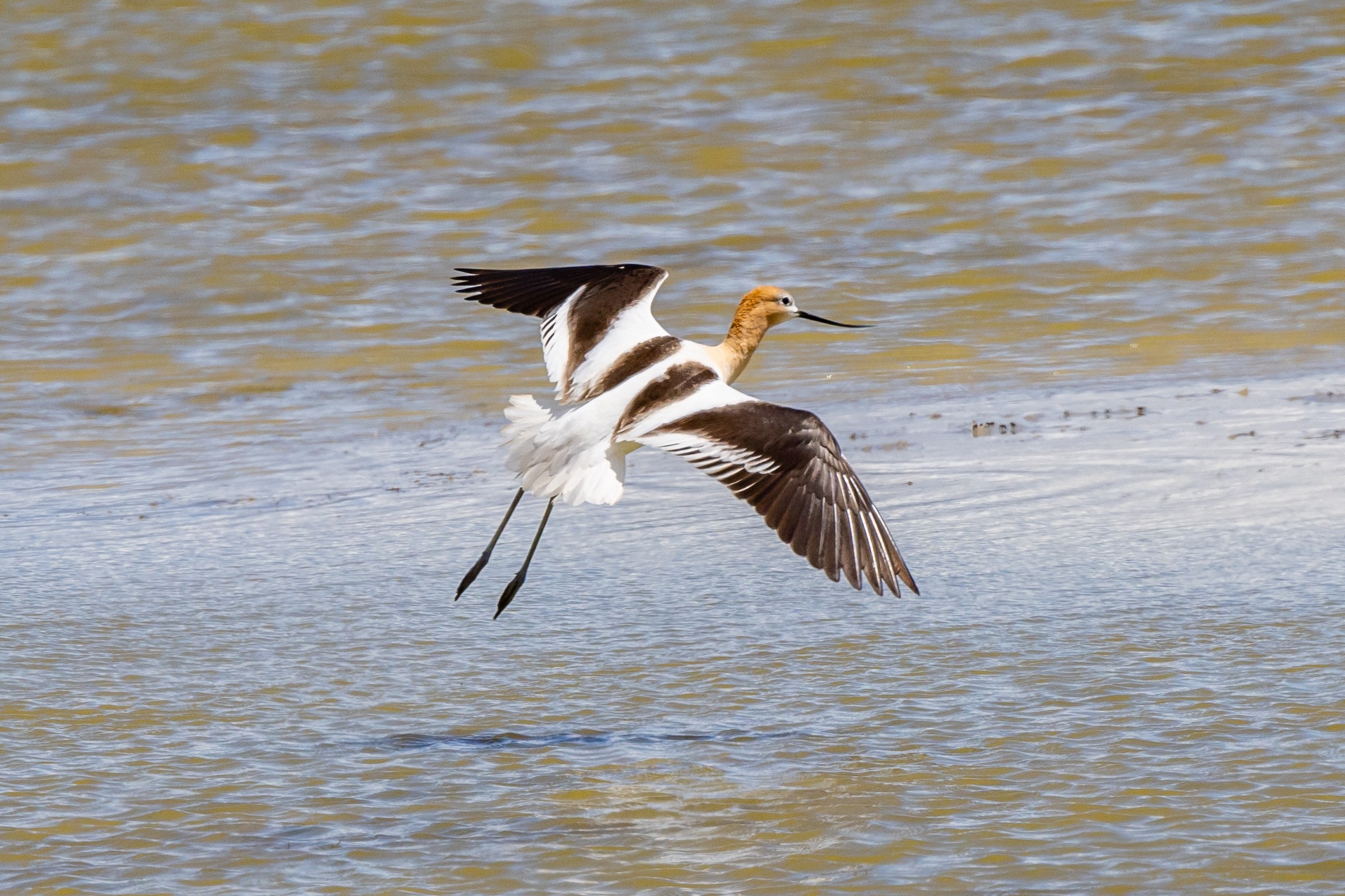 Avocet (Bear River Refuge, N Utah)