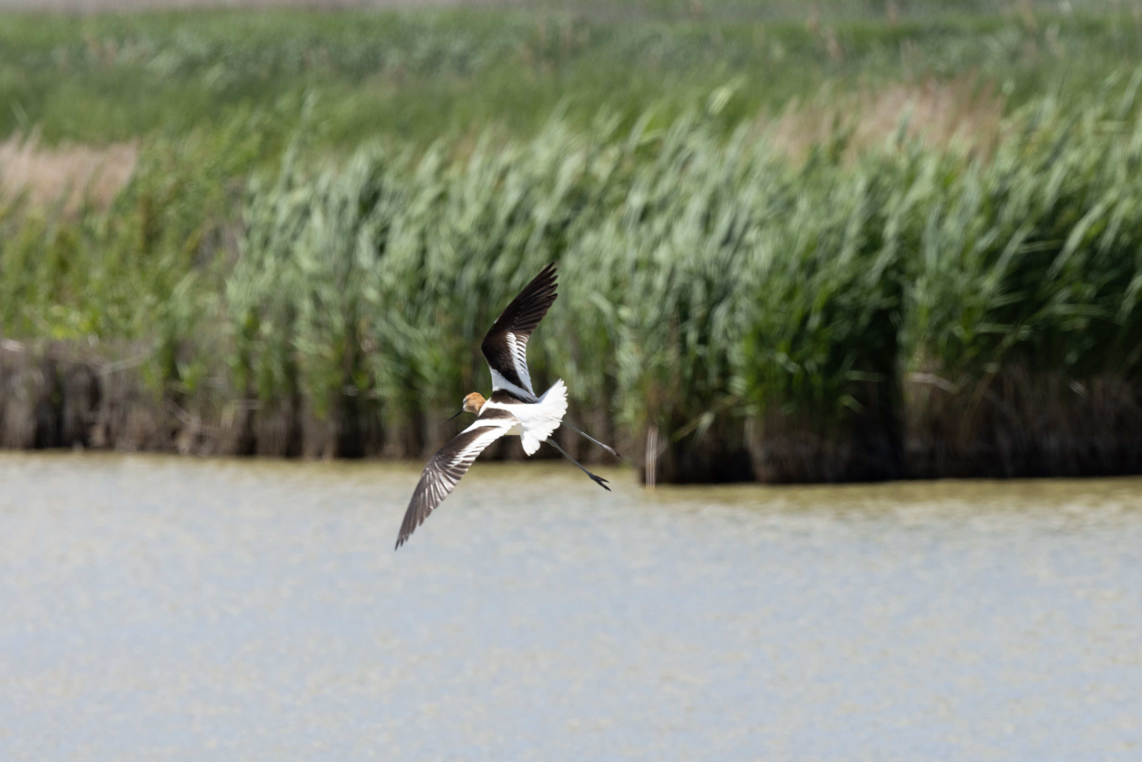 Avocet