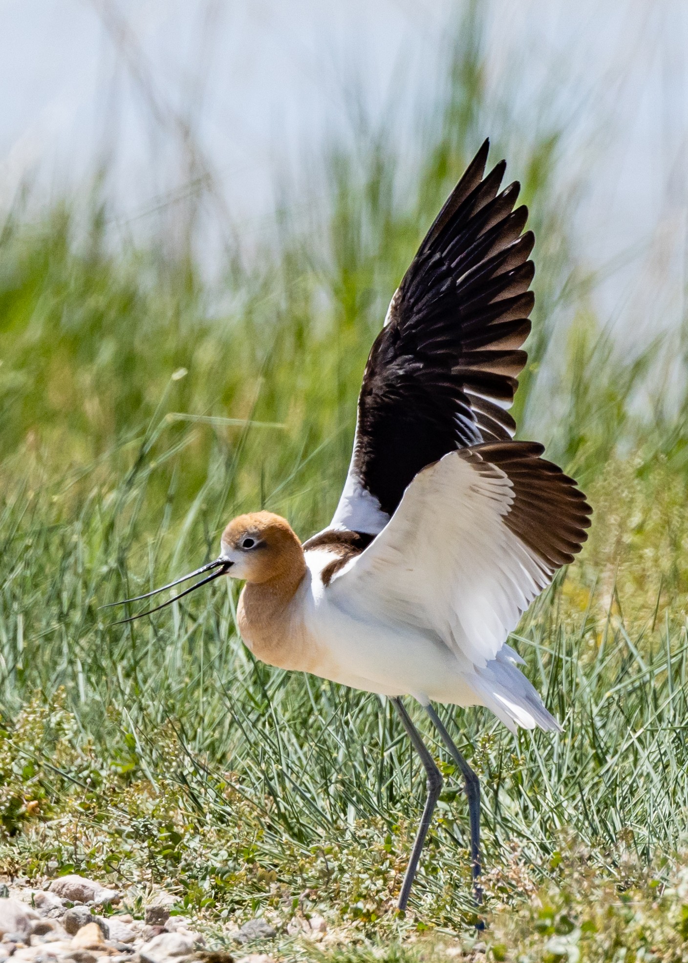 Avocet