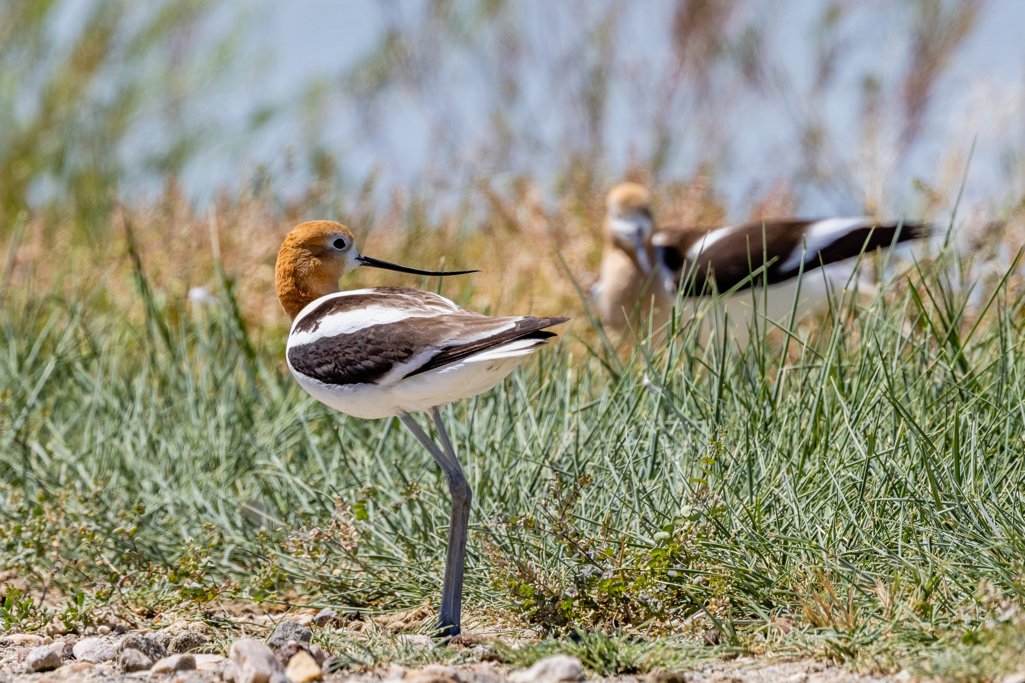 Avocets