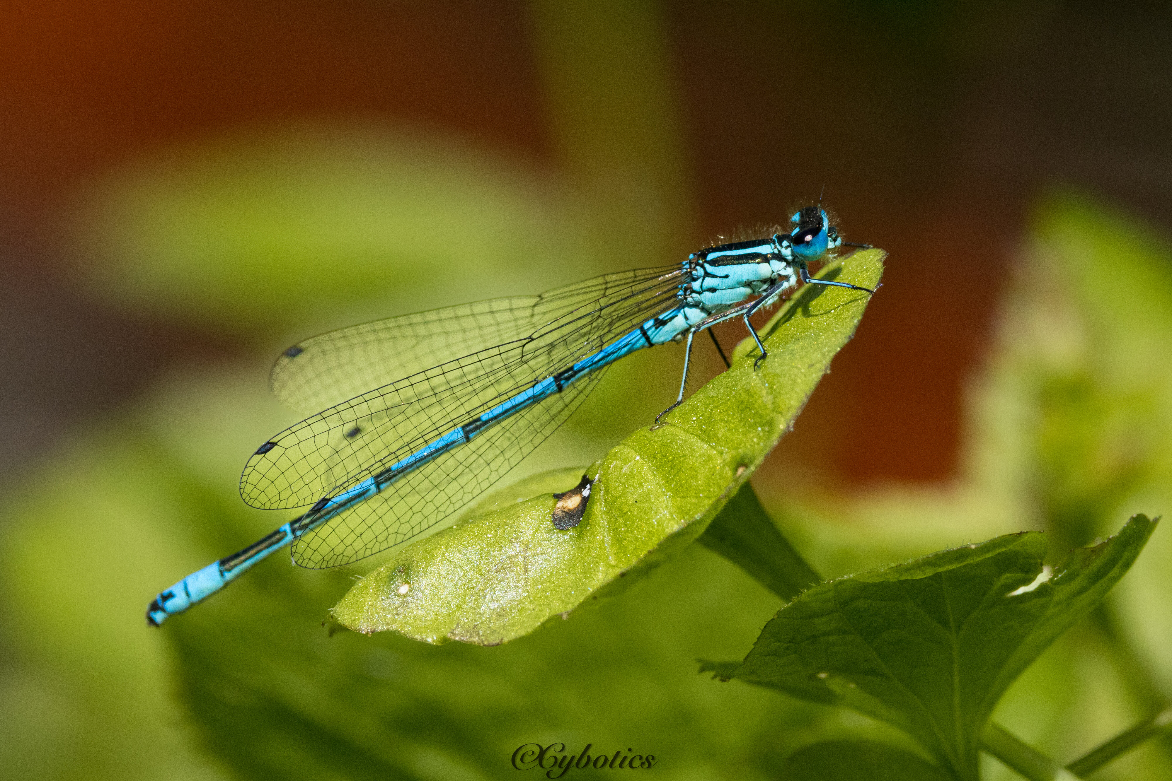 Azure Damselfly