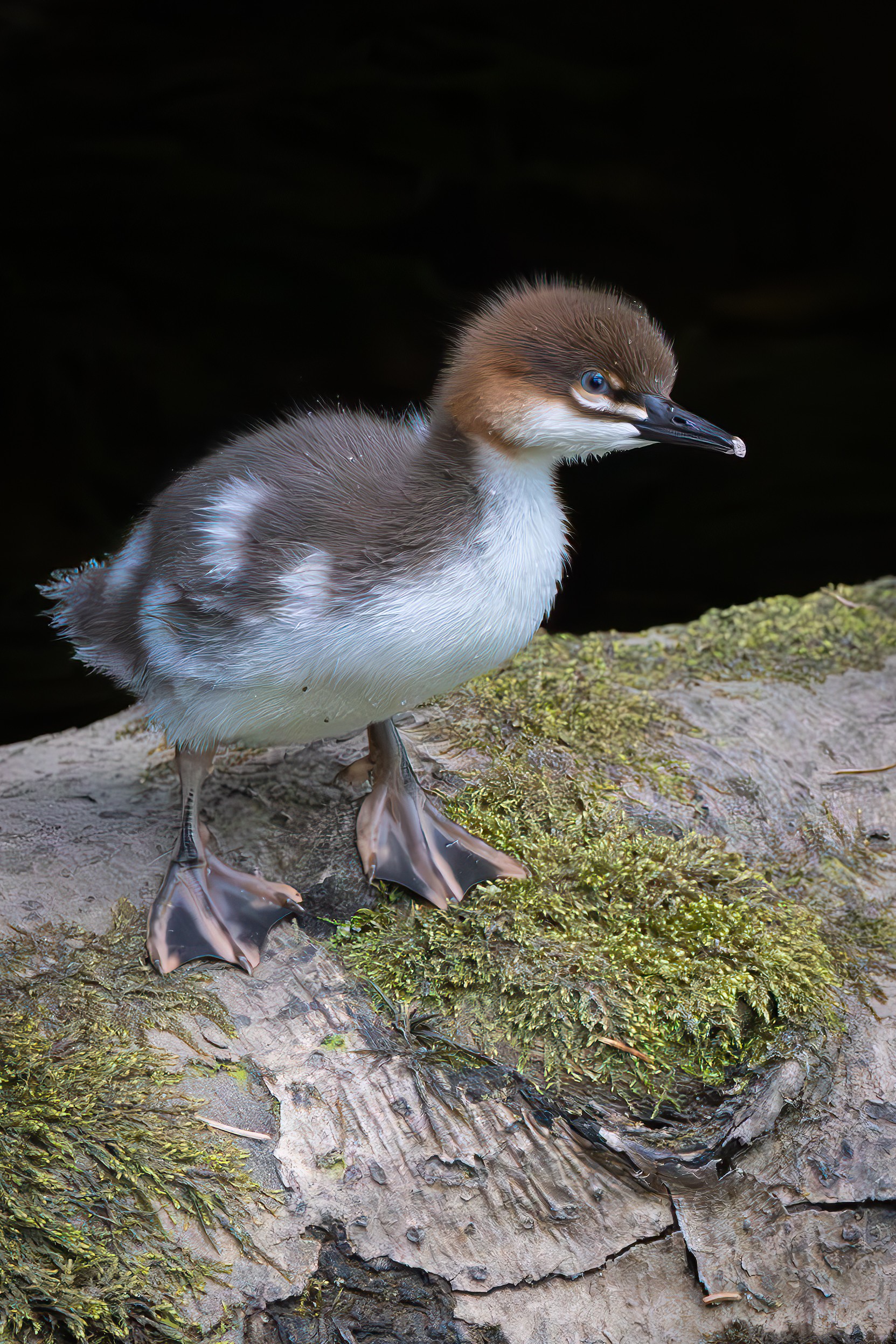 Baby Merganser