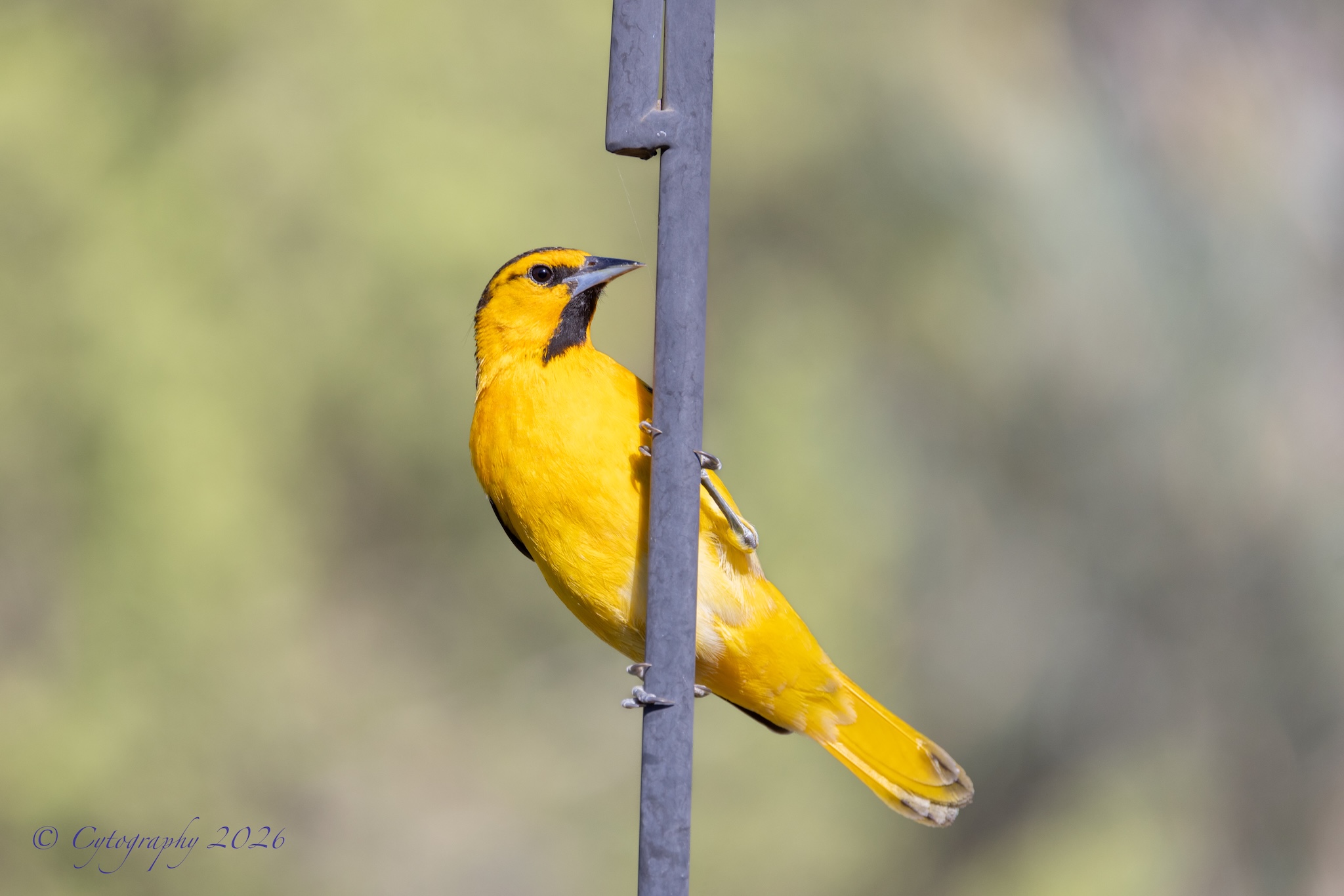 Back Yard Birds Cytog-3.jpg
