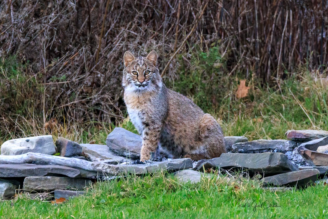 Backyard Bobcat