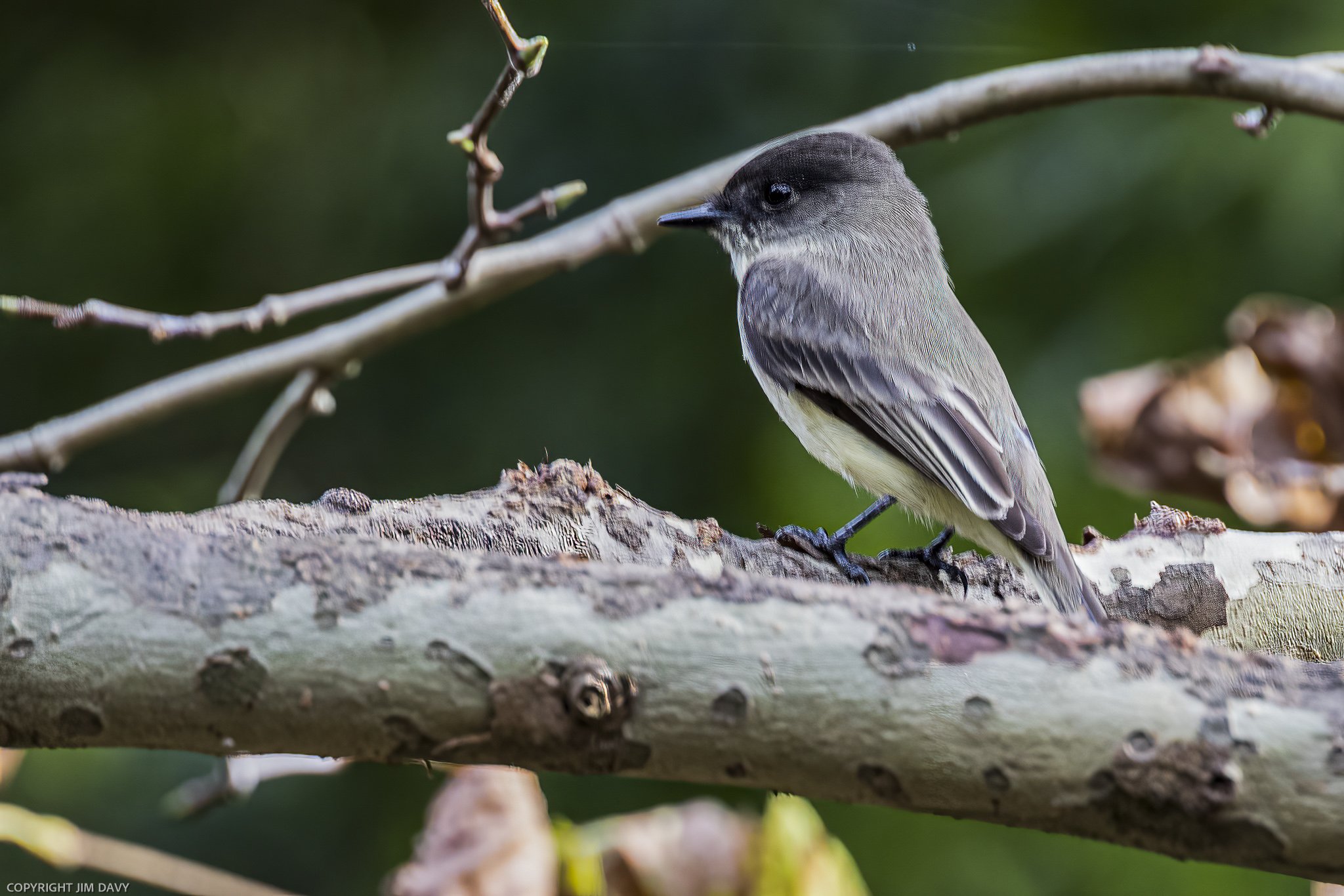 Backyard Visiting Bird