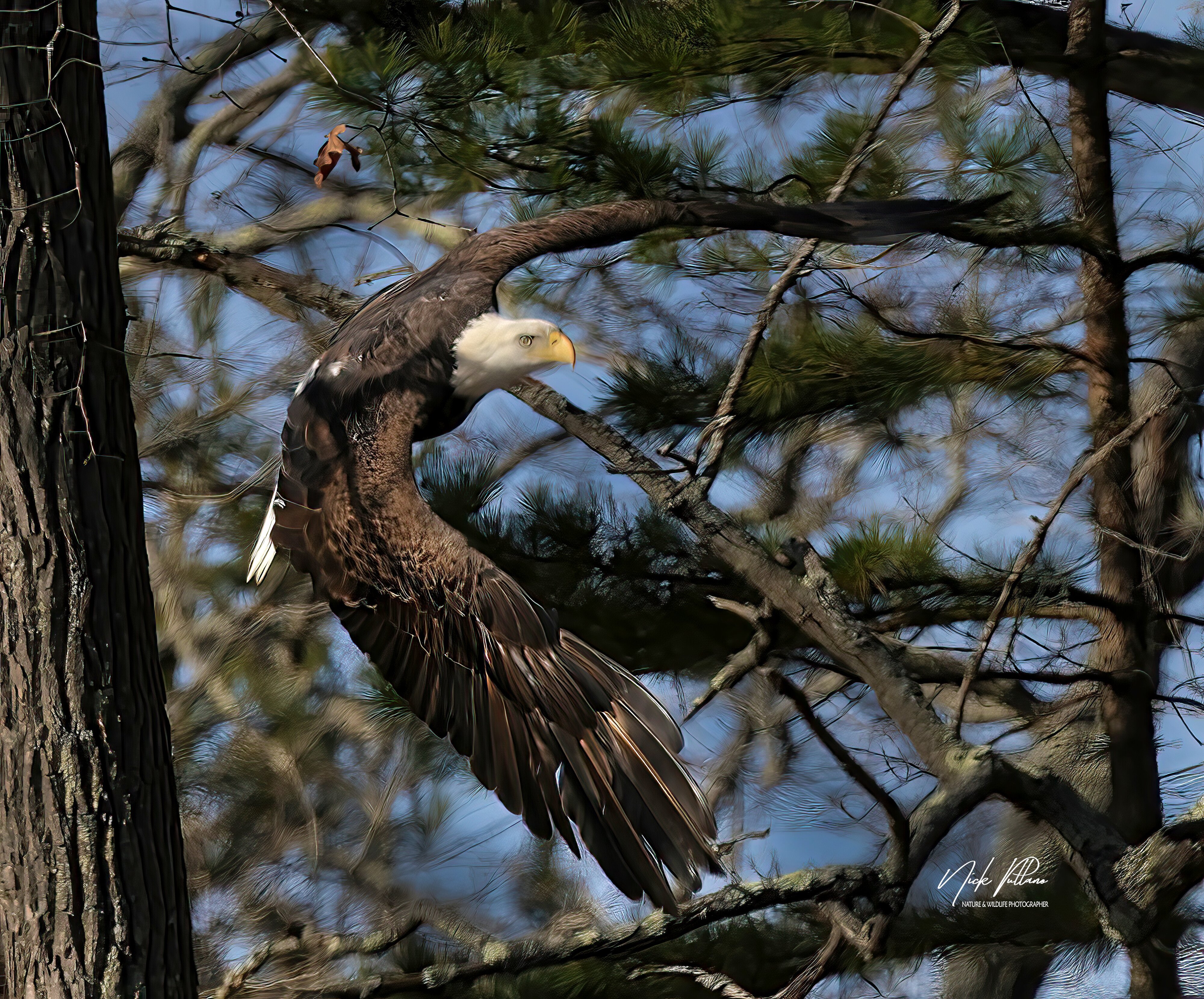 Bald Eagle-1