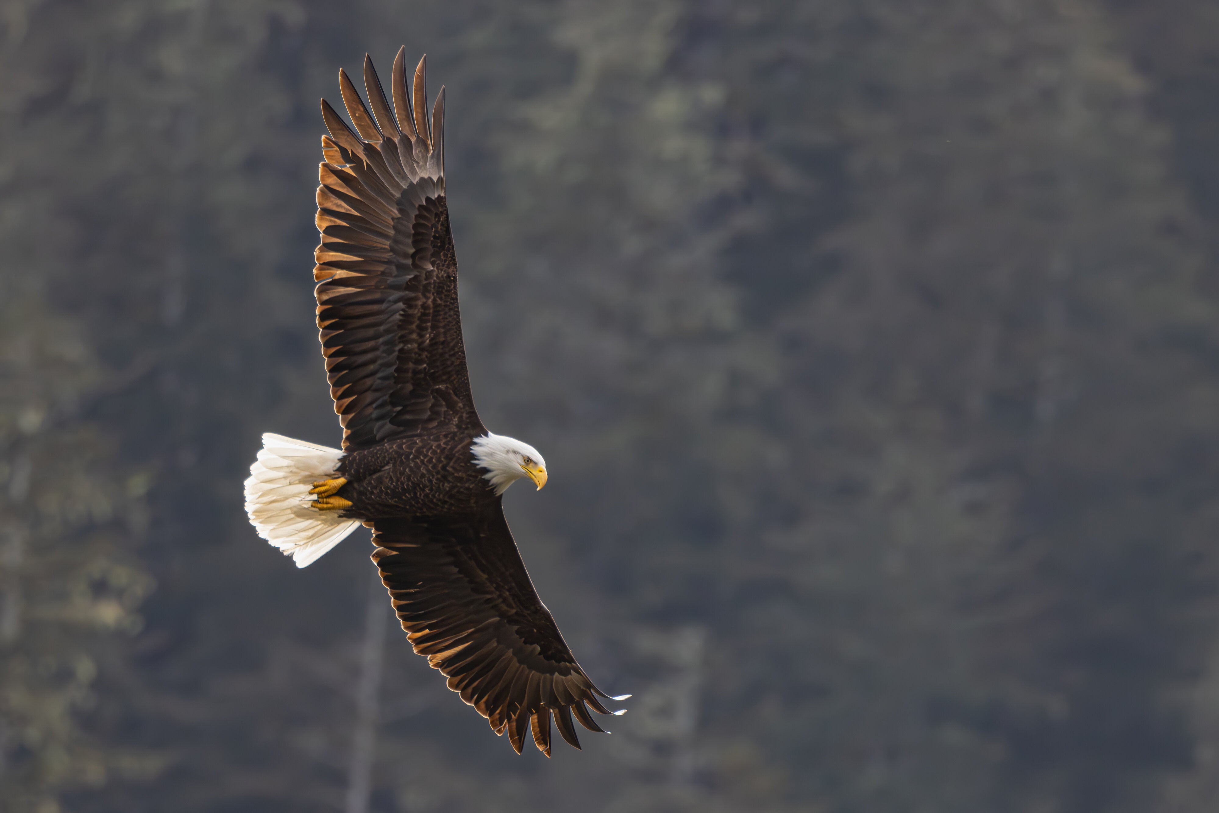 Bald Eagle - Backlit in Flight