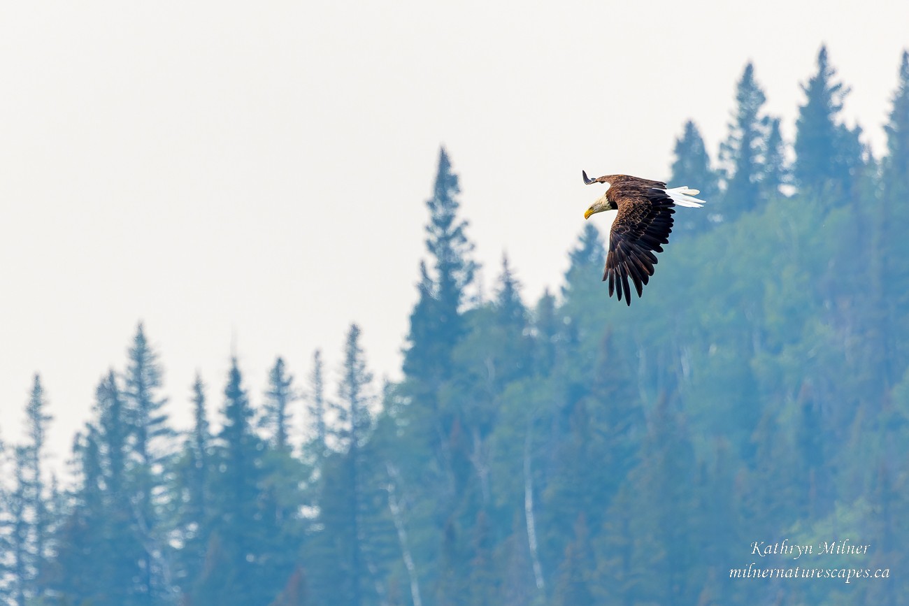 Bald Eagle Hunting.jpg