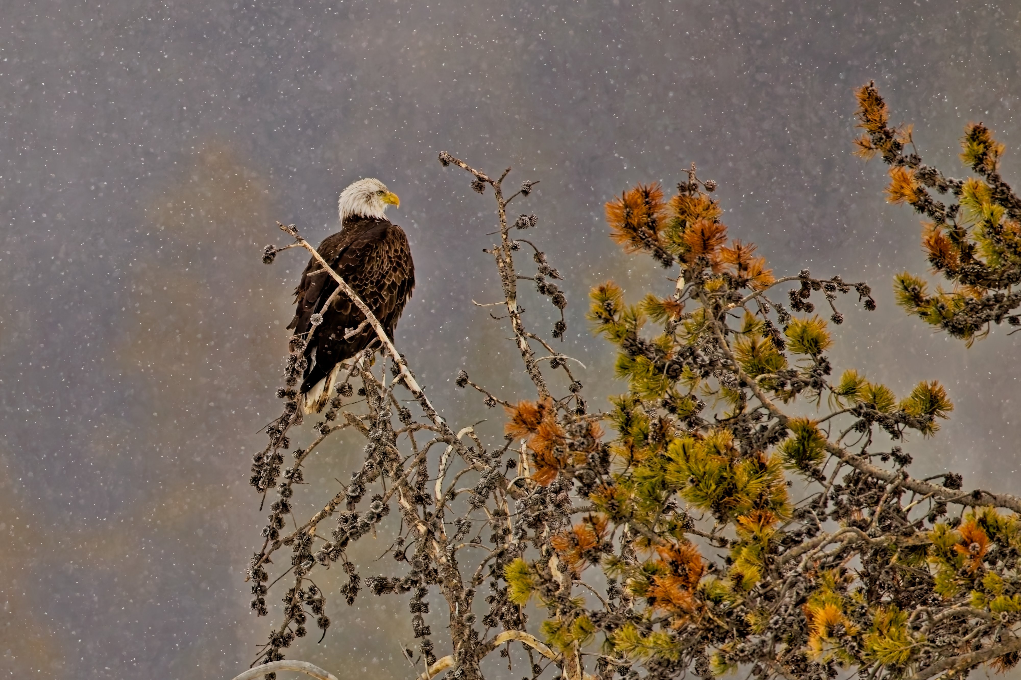 Bald Eagle on a snowy day in Yellowstone National Park