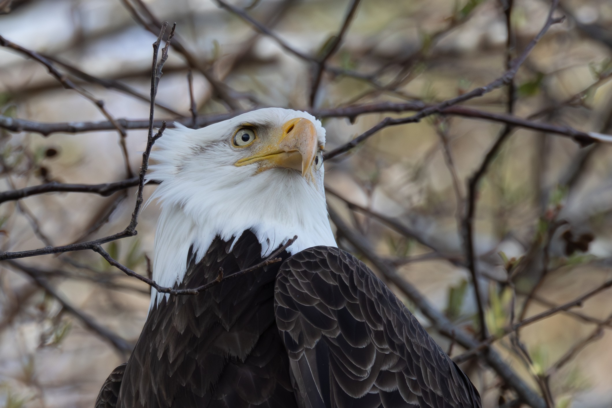 Bald Eagle