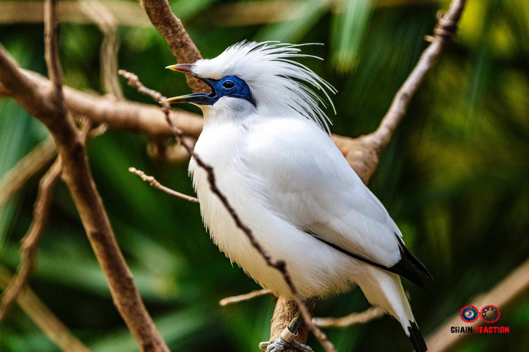 Bali Myna Call.jpg