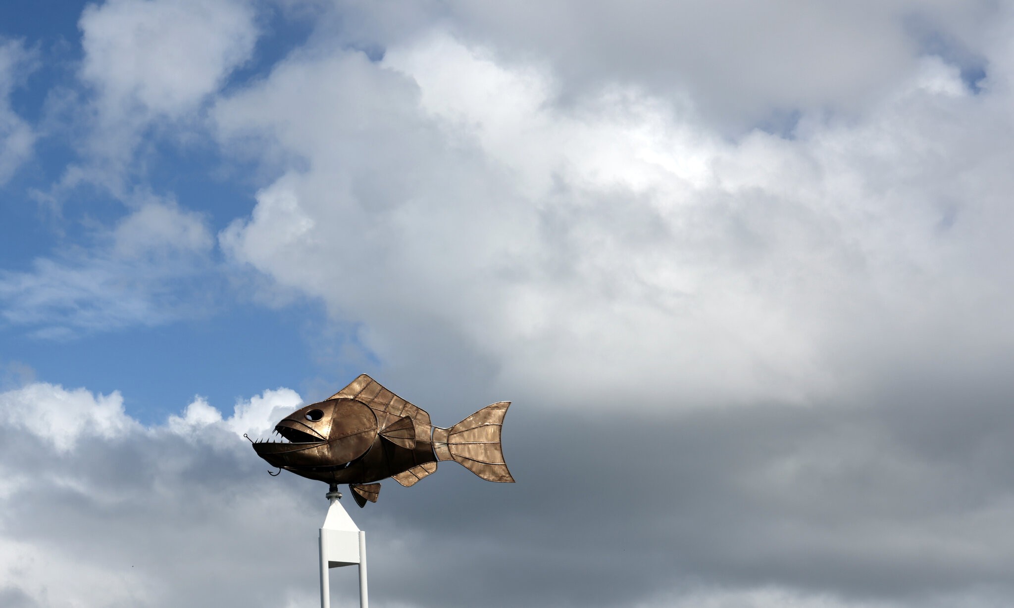 Ballina NSW 10 Toothy by    near Boardwalk Motel 240502.jpg