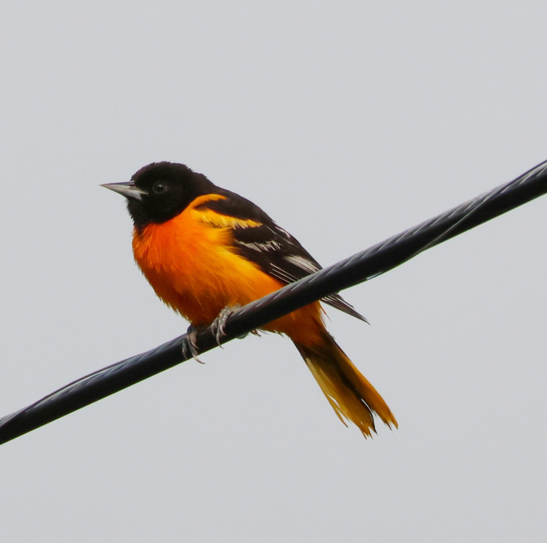 Baltimore Oriole 2.JPG