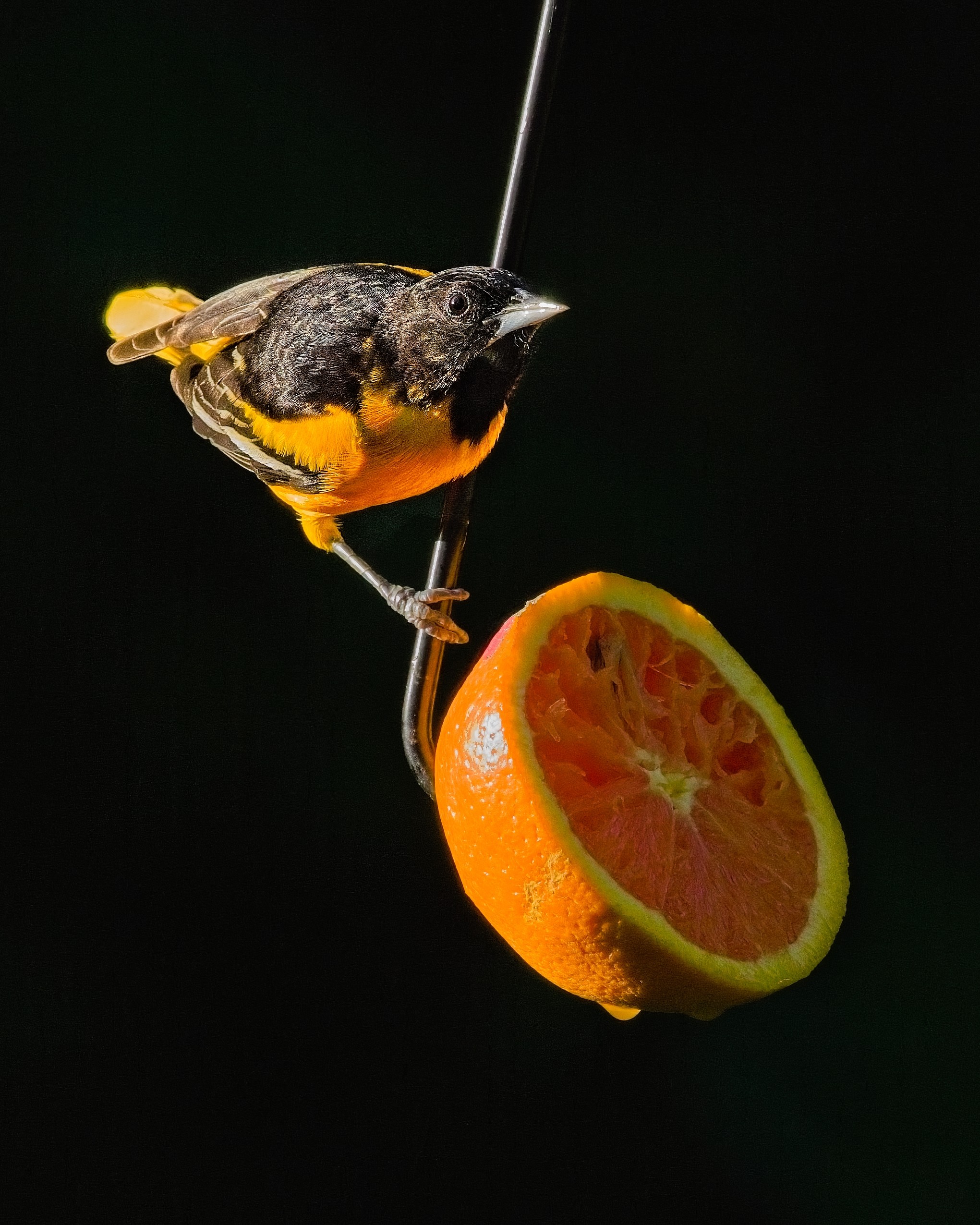 Baltimore Oriole