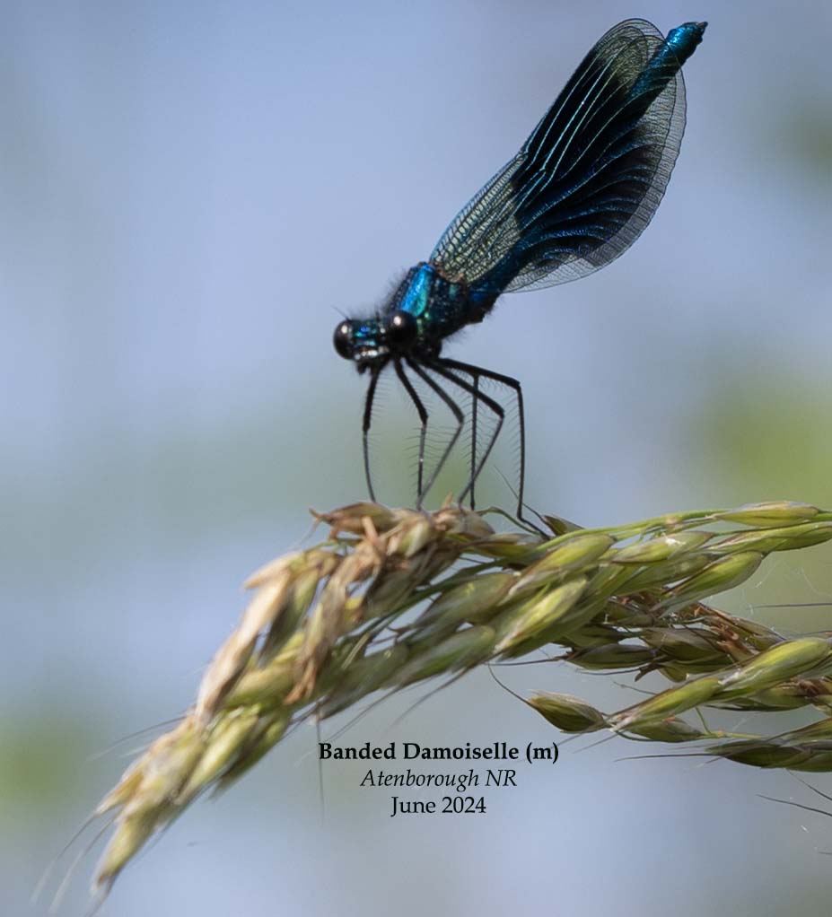 Banded Damoiselle (m) 2a.jpg