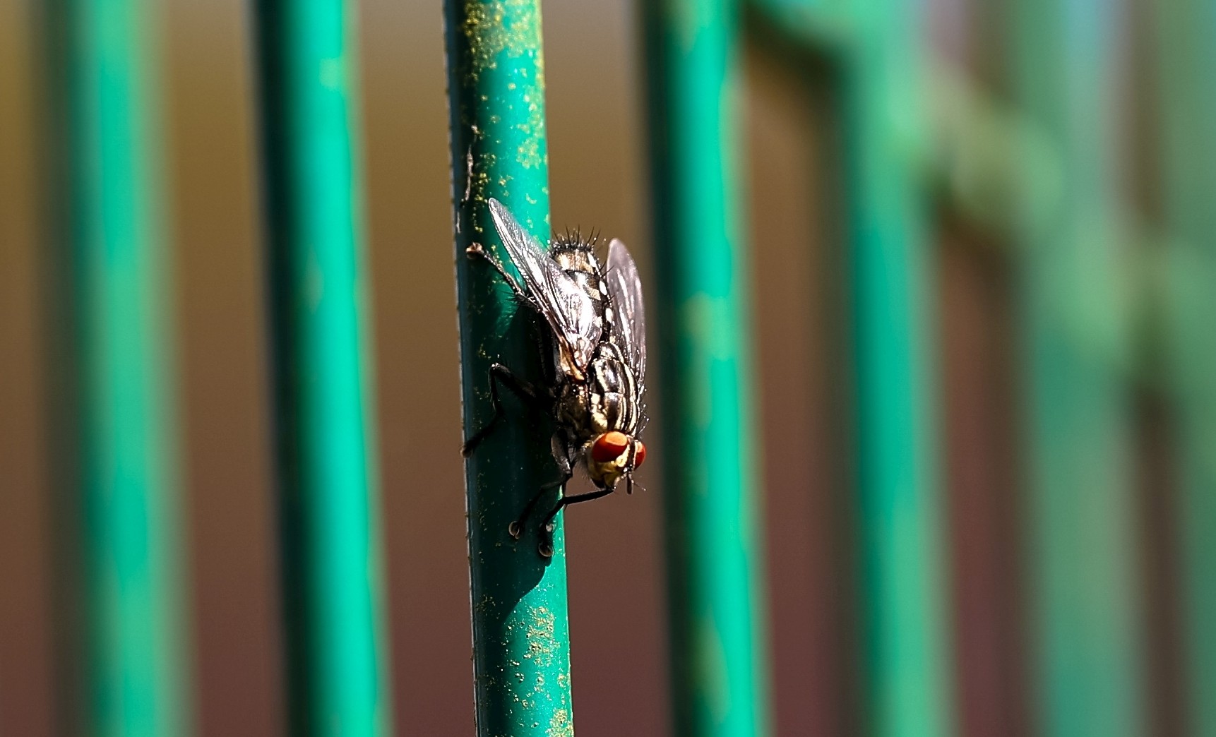 Banham Zoo 19-08-23 0025 100% crop.jpg