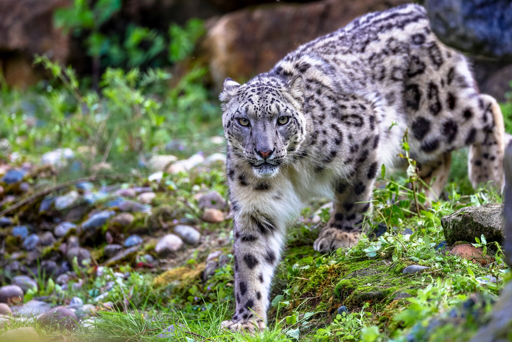 Banham Zoo 19-08-23 0091.jpg