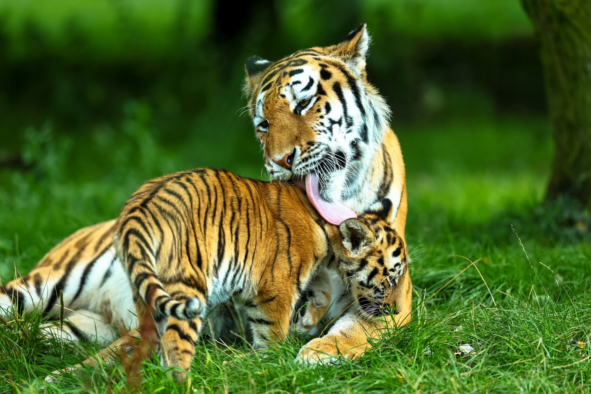 Banham Zoo 19-08-23 0144.jpg