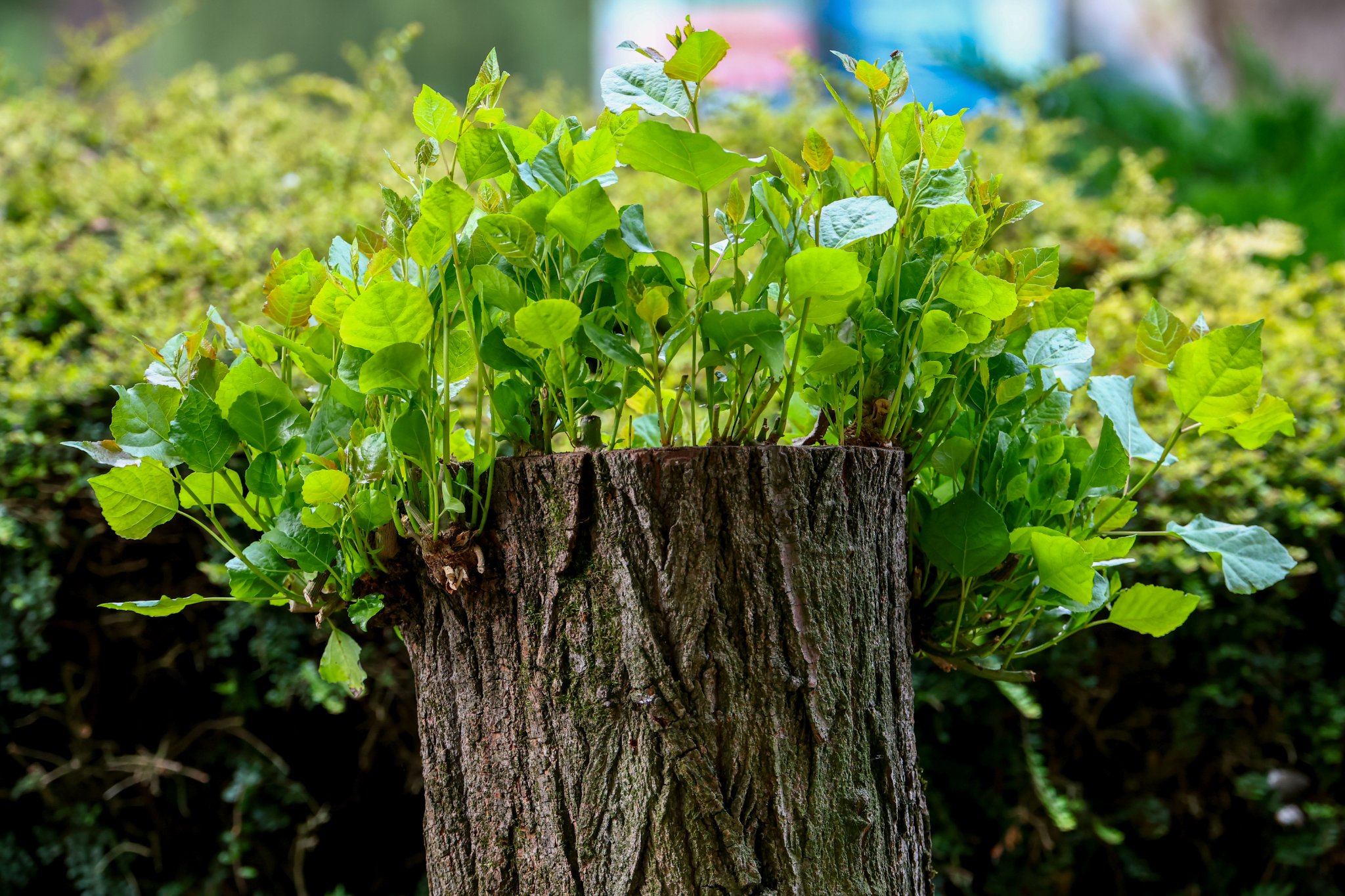 Banham Zoo 24-08-2025 0004.jpg