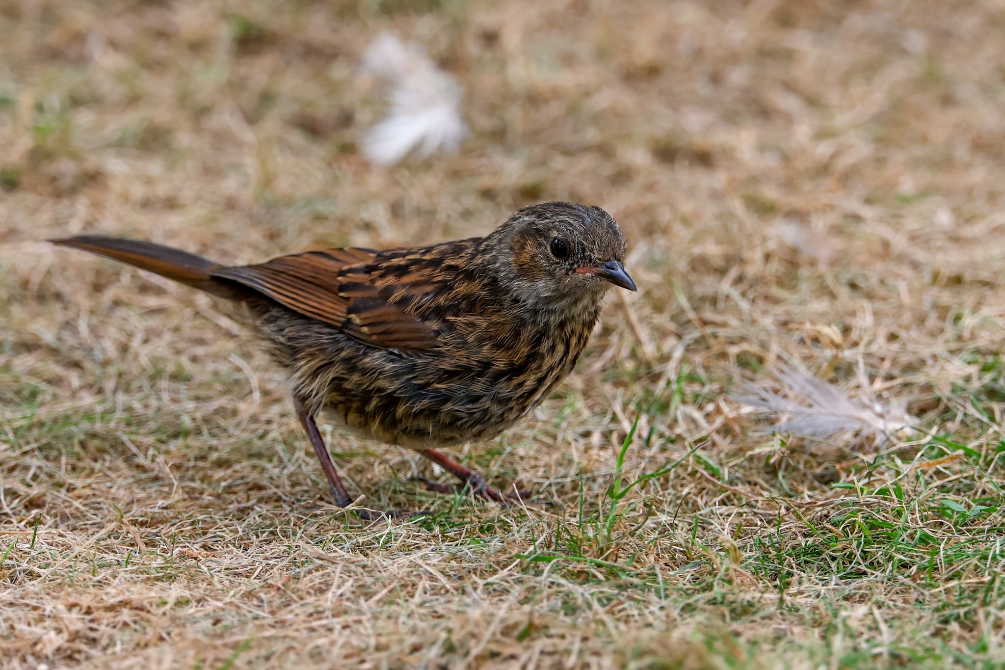 Banham Zoo 24-08-2025 0005.jpg